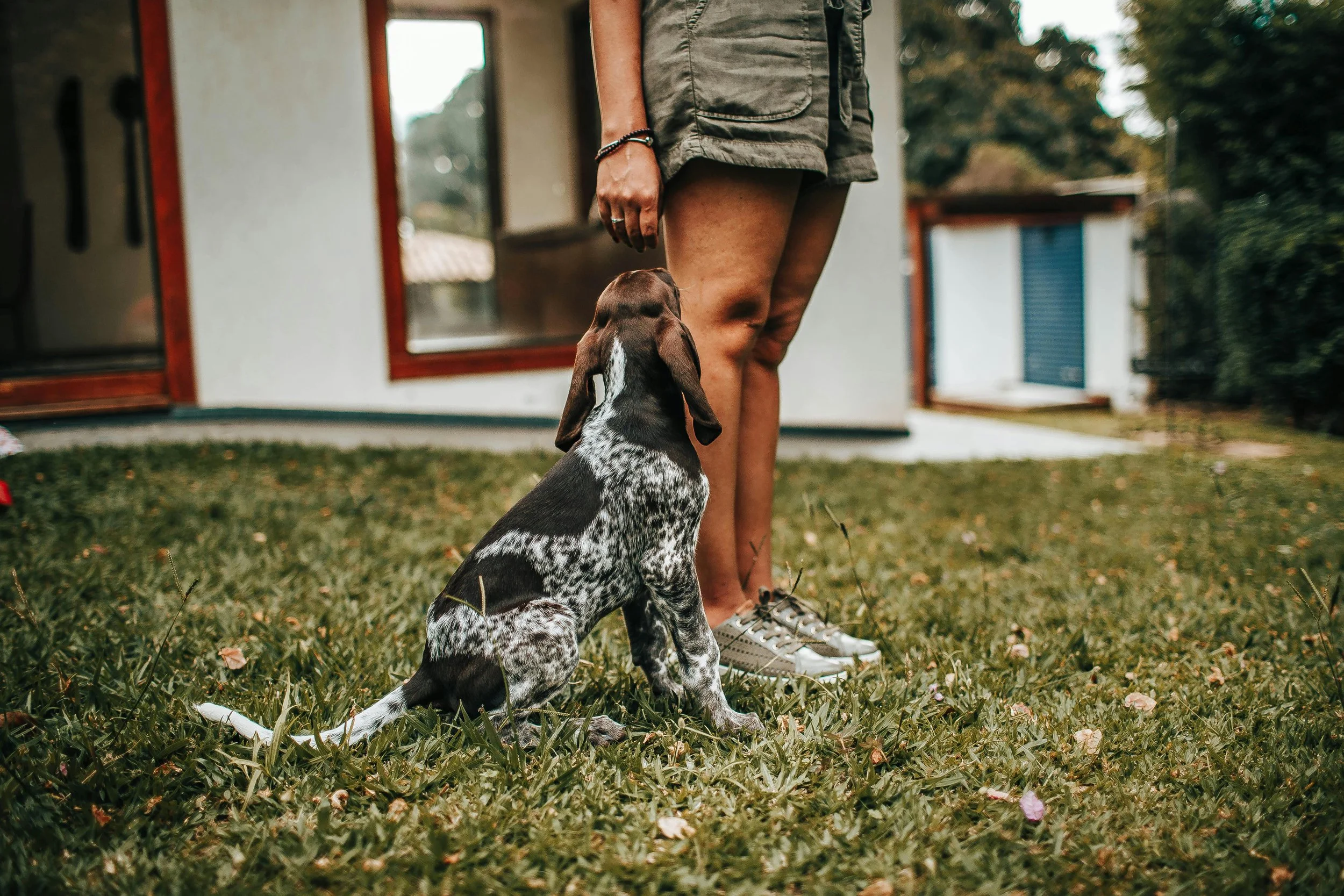 A person standing with a dog sitting on the grass in front of a house with a white exterior and brown framed windows.