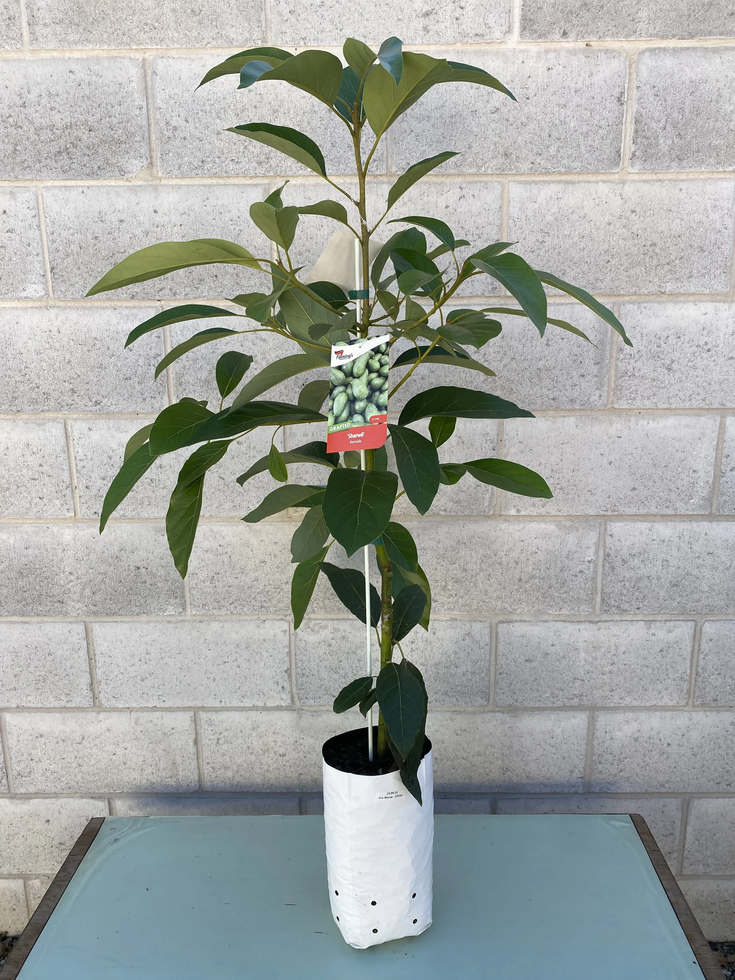 Avocado - Sharwil (Persea americana) 5L