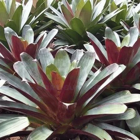 Alcantarea imperialis 'Silver Plum'