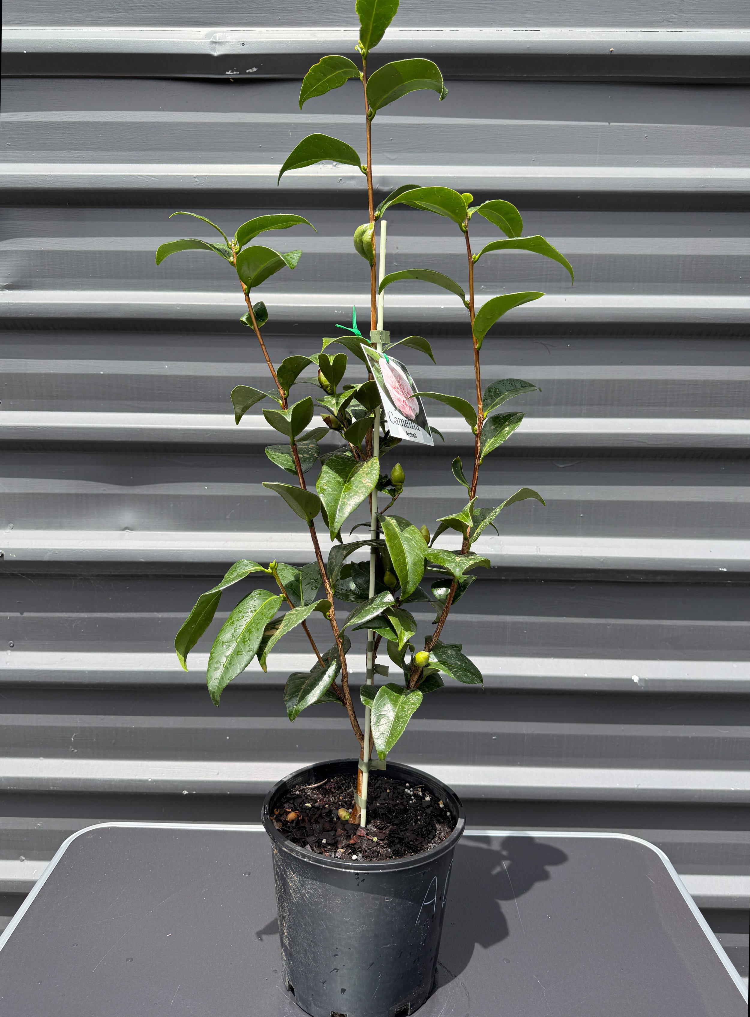 Camellia japonica ‘Ardoch’ 200mm