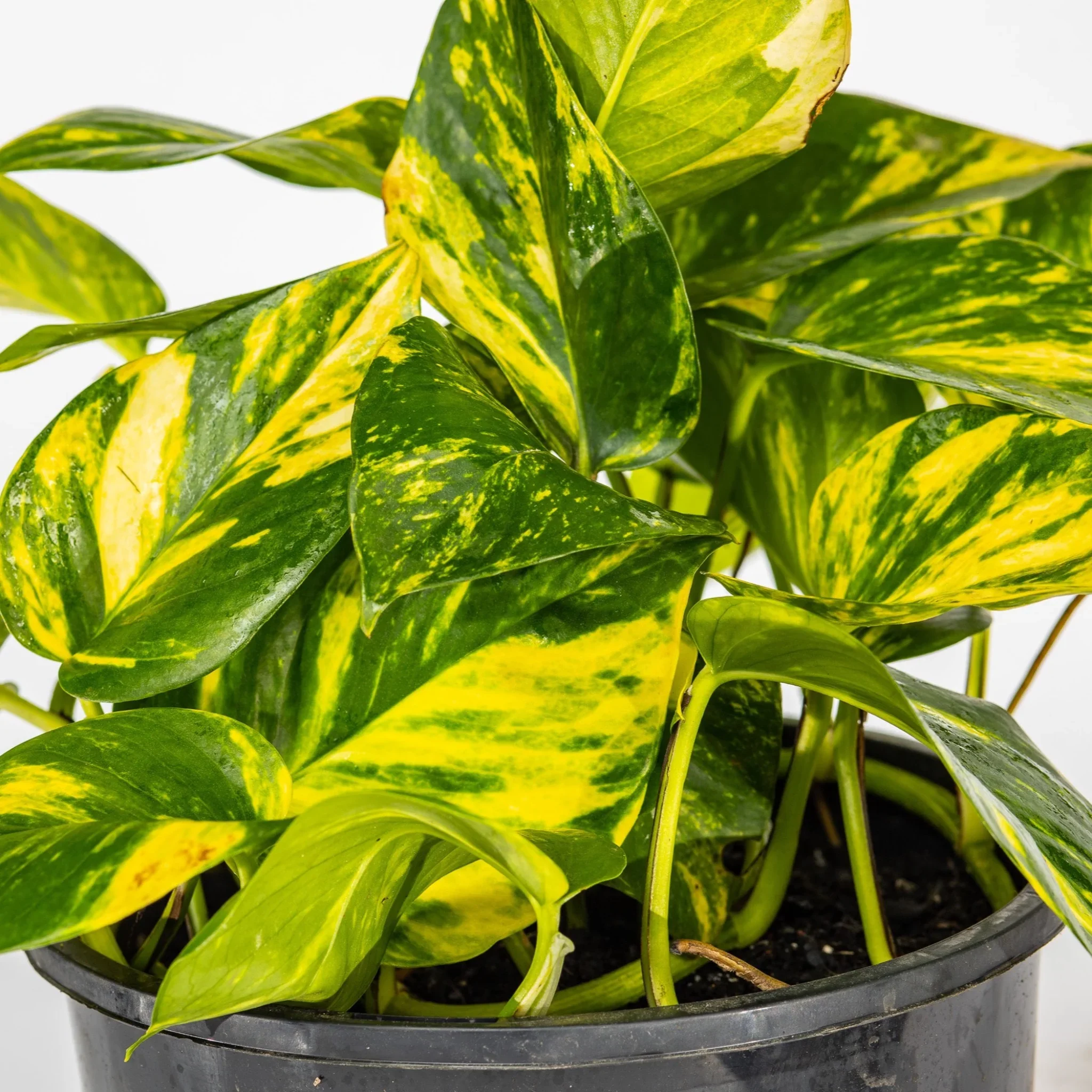 golden pothos.webp