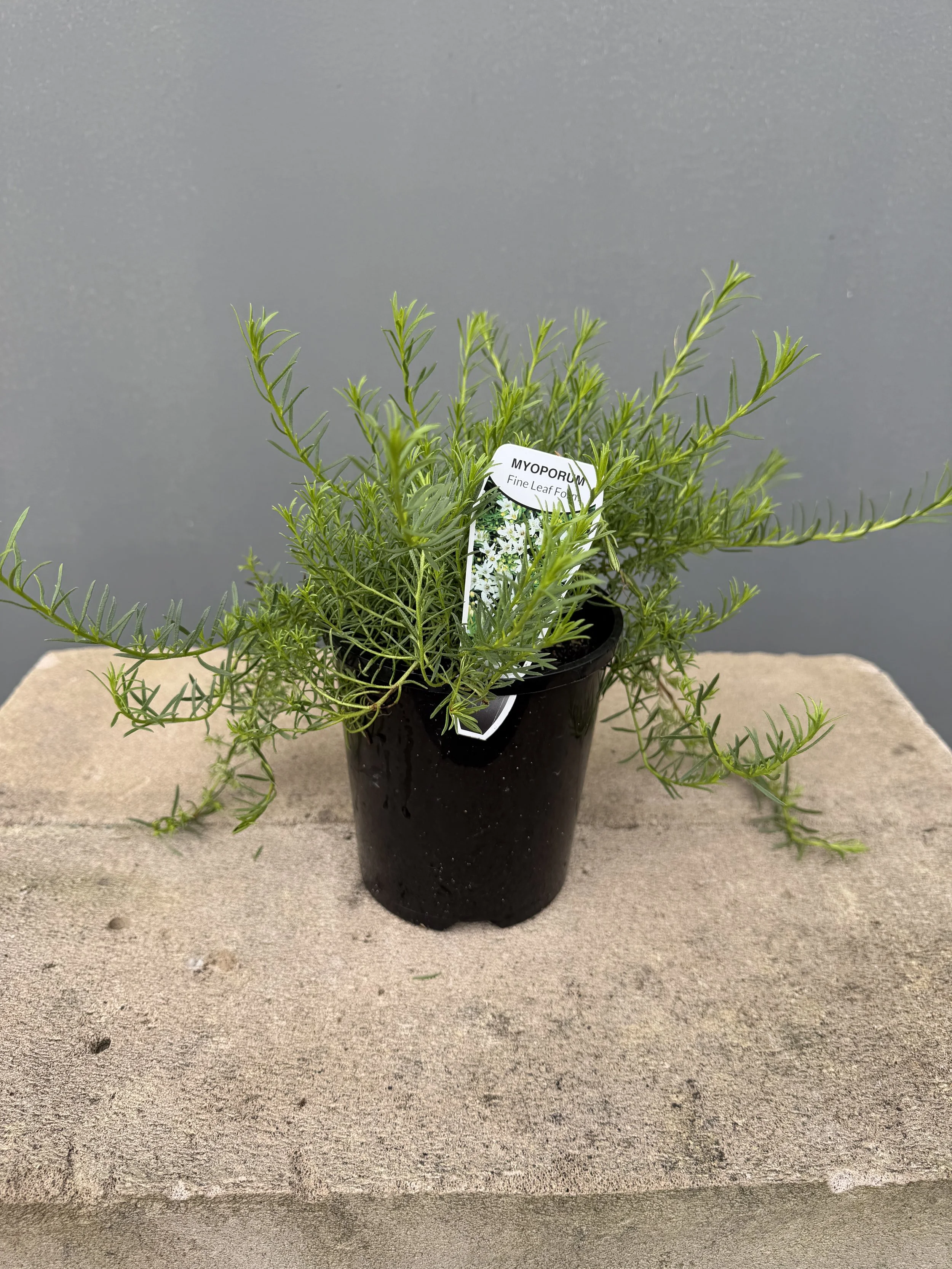 Myoporum – Fine Leaf Form 140mm