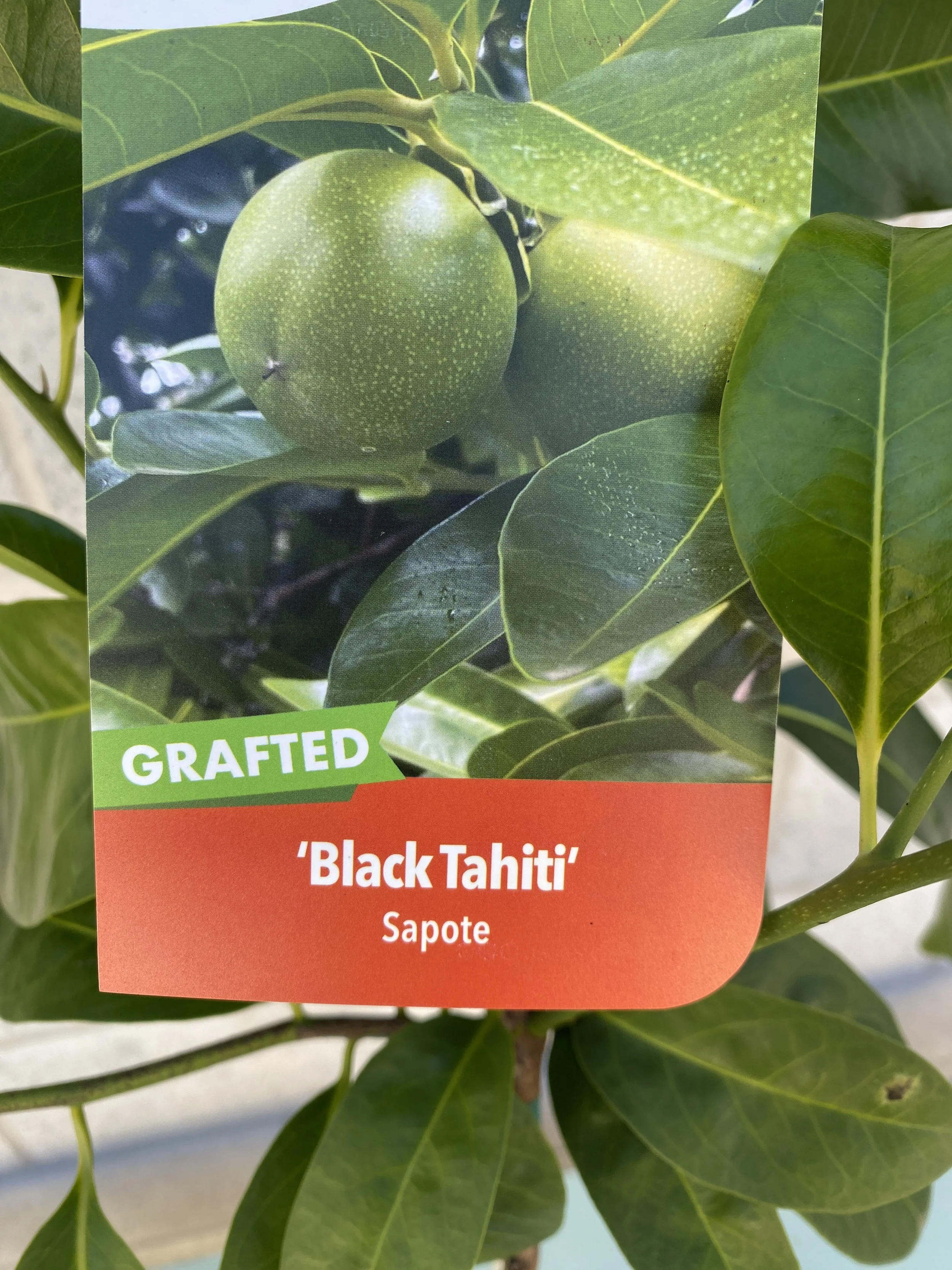Sapote - Black Tahiti 165mm.jpg