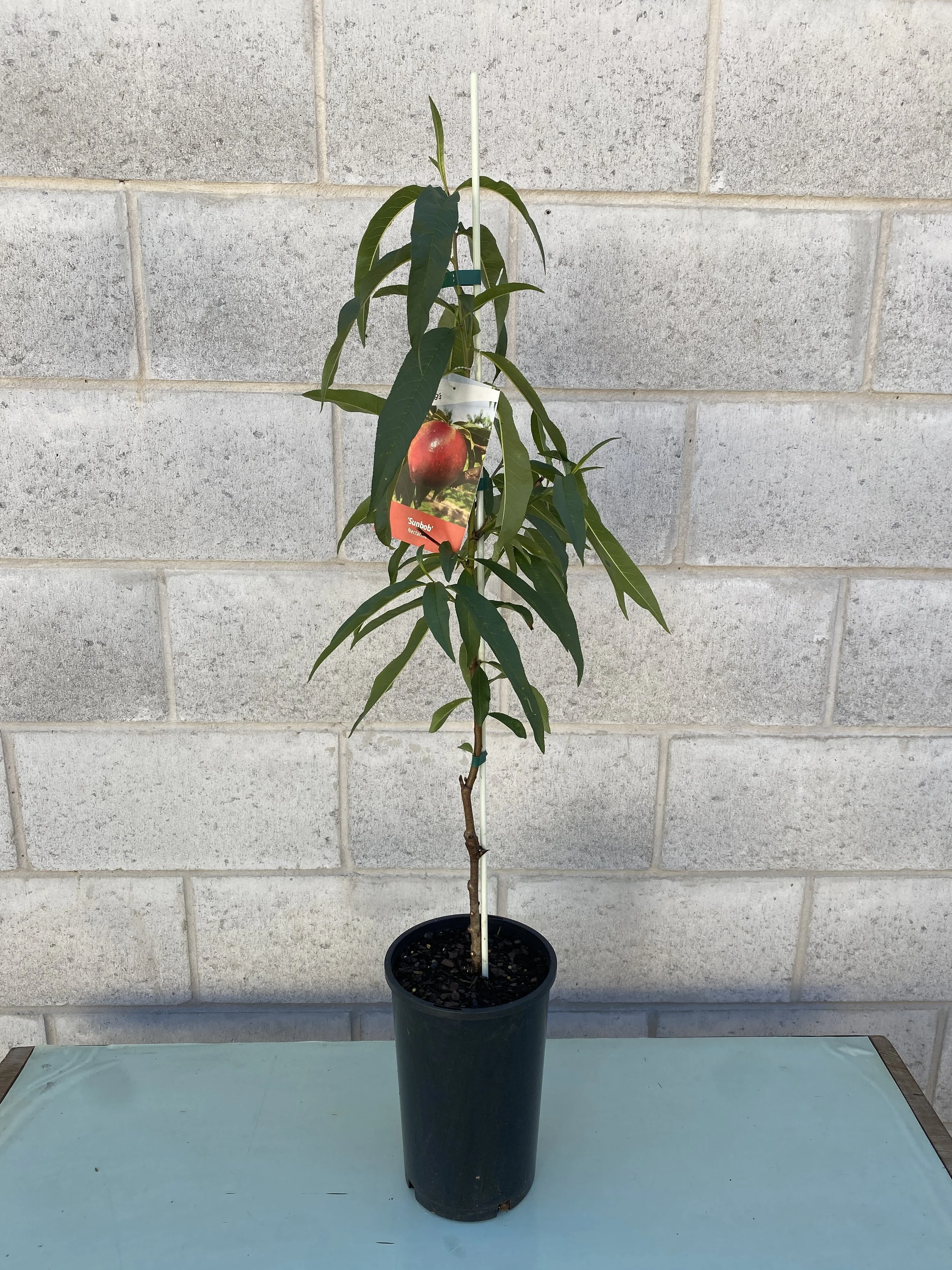 Nectarine - Sunbob 165mm (1).jpg