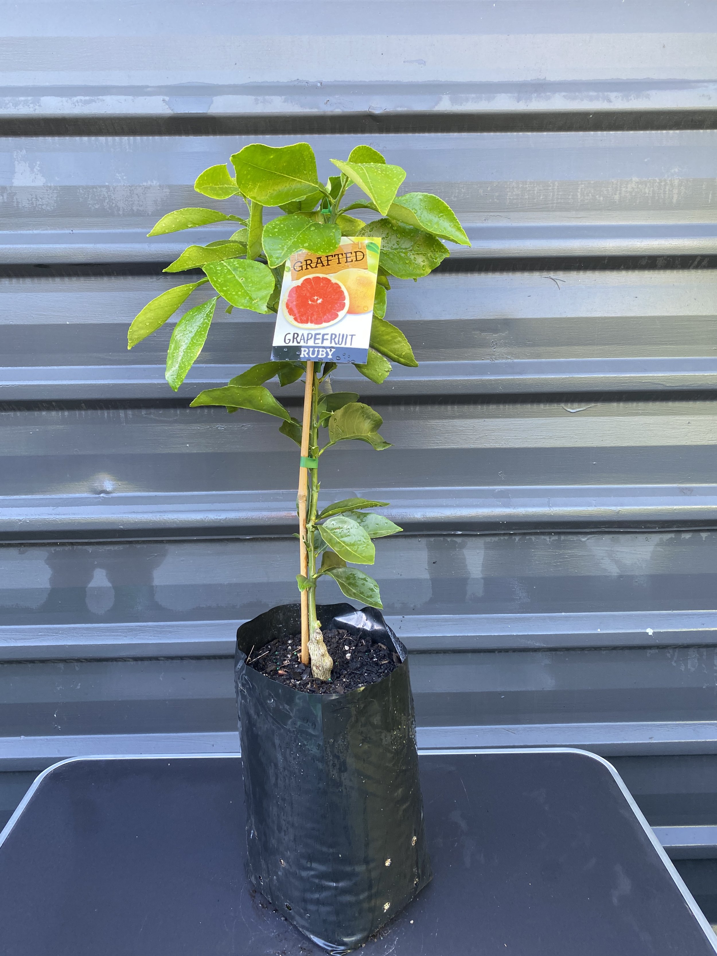 Grapefruit - Ruby 10L.jpg