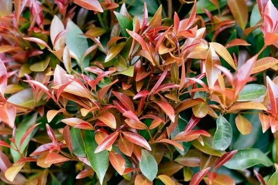 SYZUA-img-02.jpg