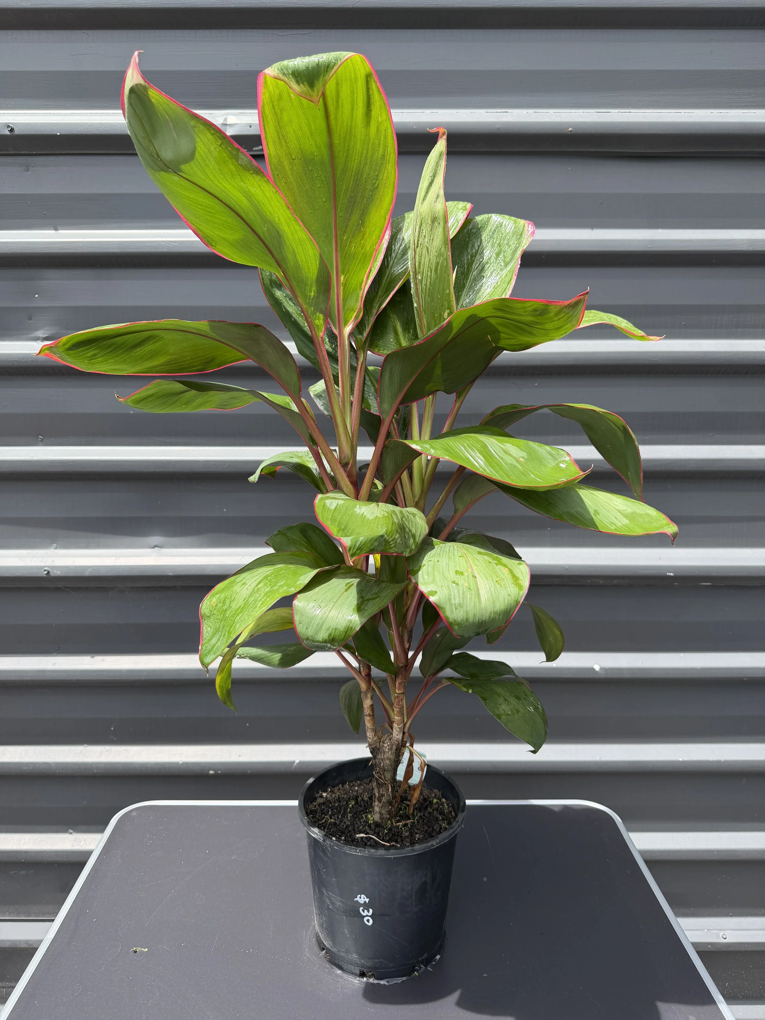 Cordyline 'Hawaiian Rose' 200mm