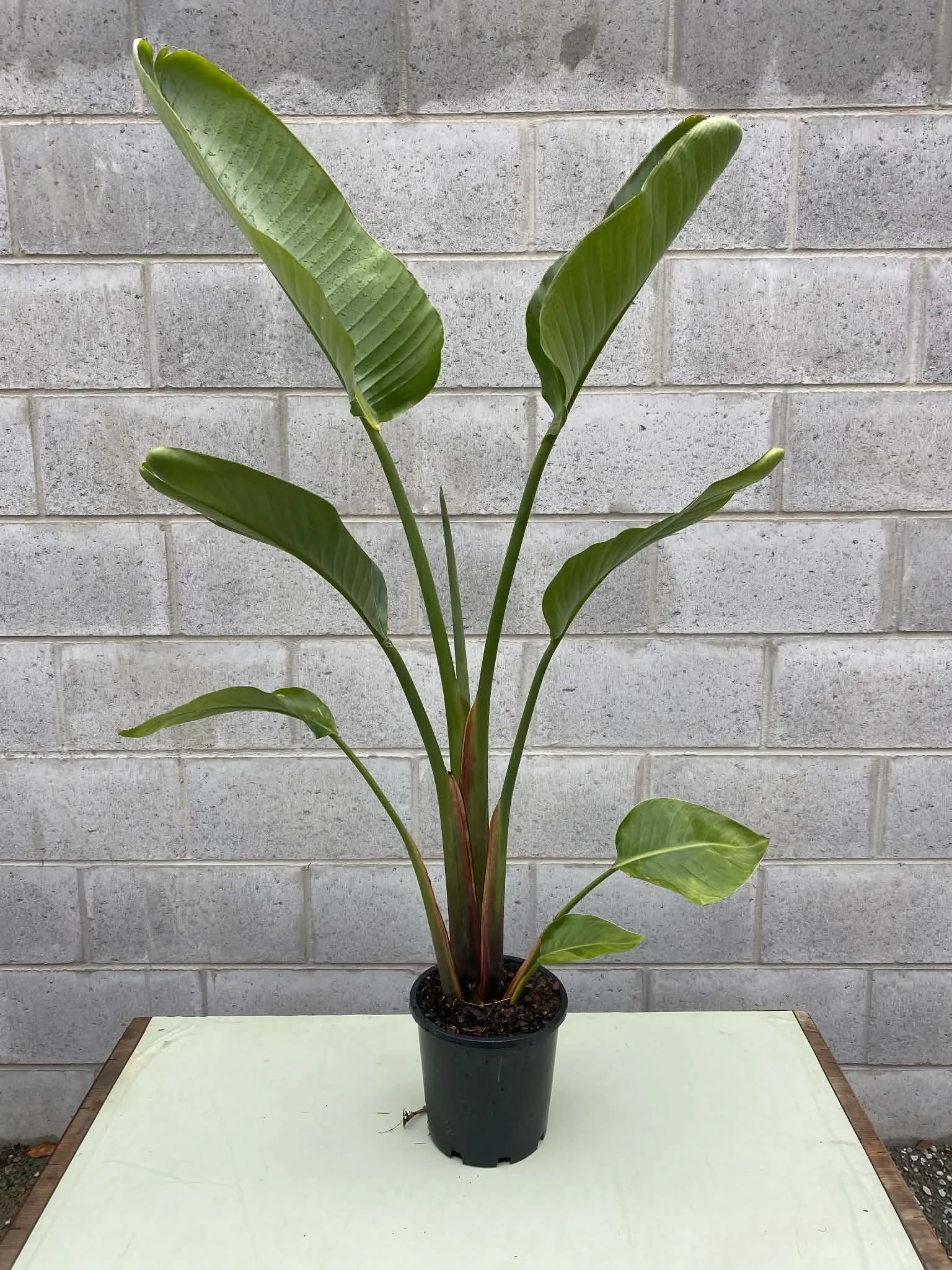 Strelitzia nicolai 'giant bird of paradise' 200mm.jpg