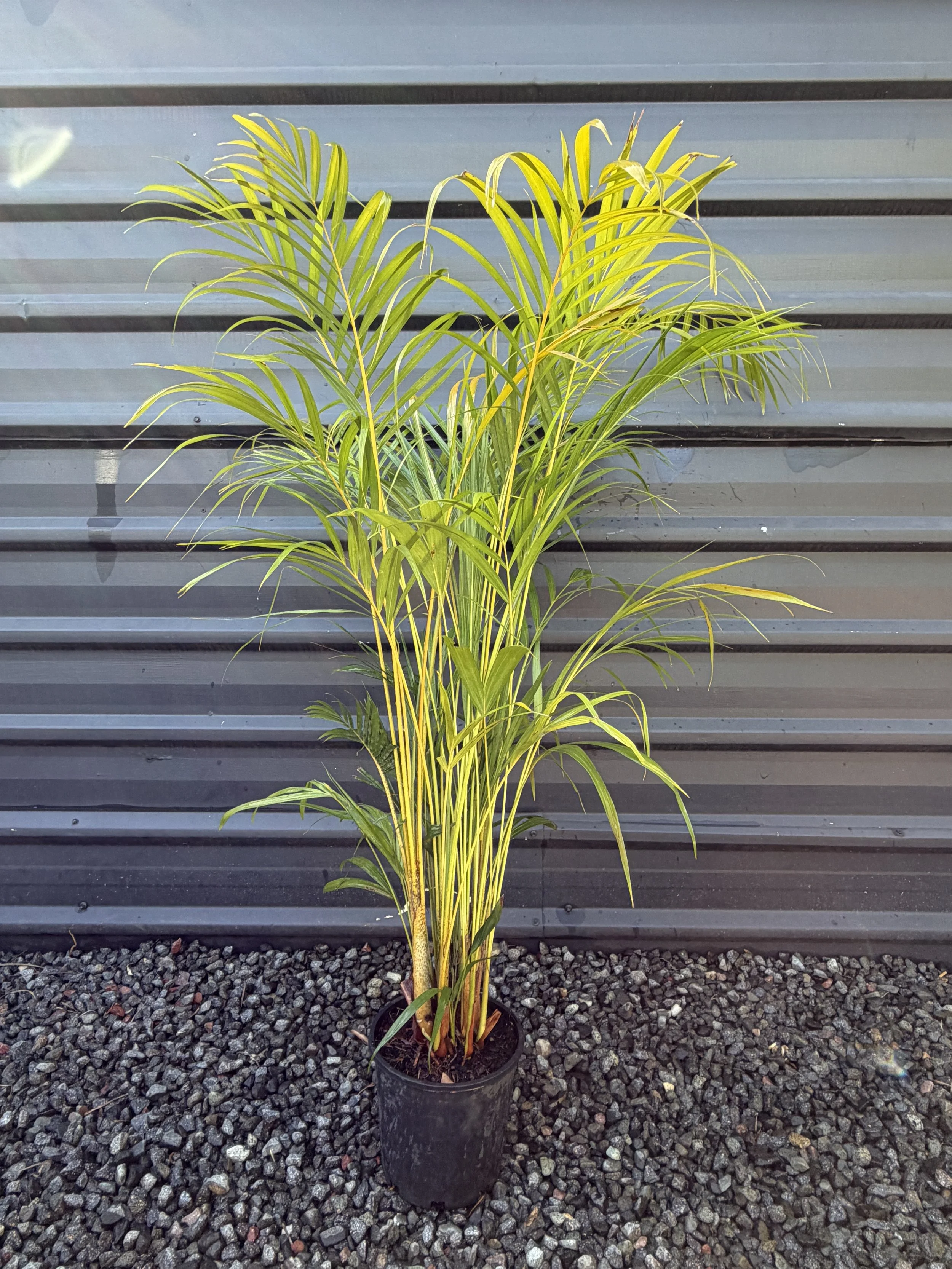 Dypsis lutescens (Golden Cane Palm) 200mm