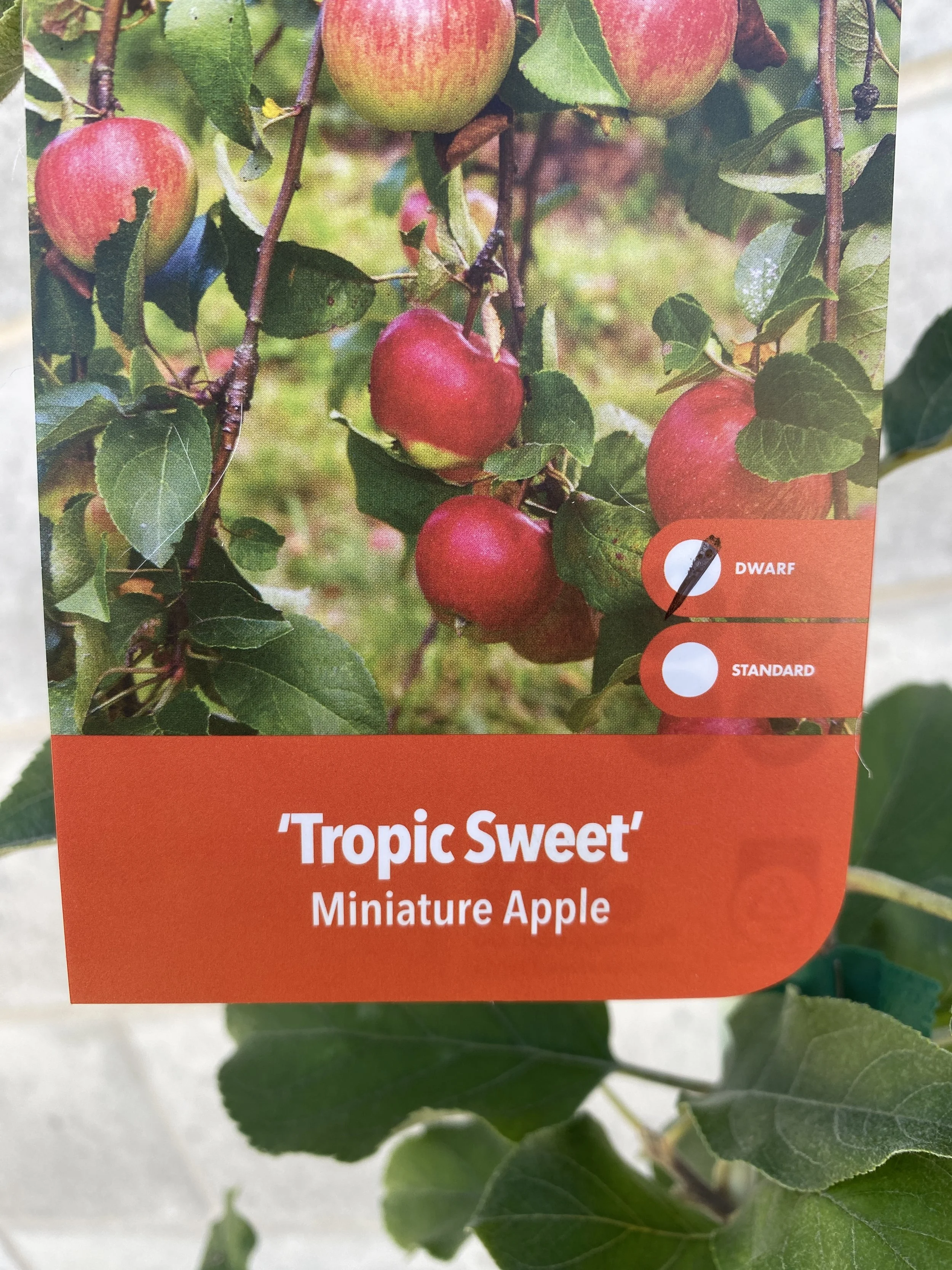 Miniature Apple - Tropic Sweet 165mm.jpg