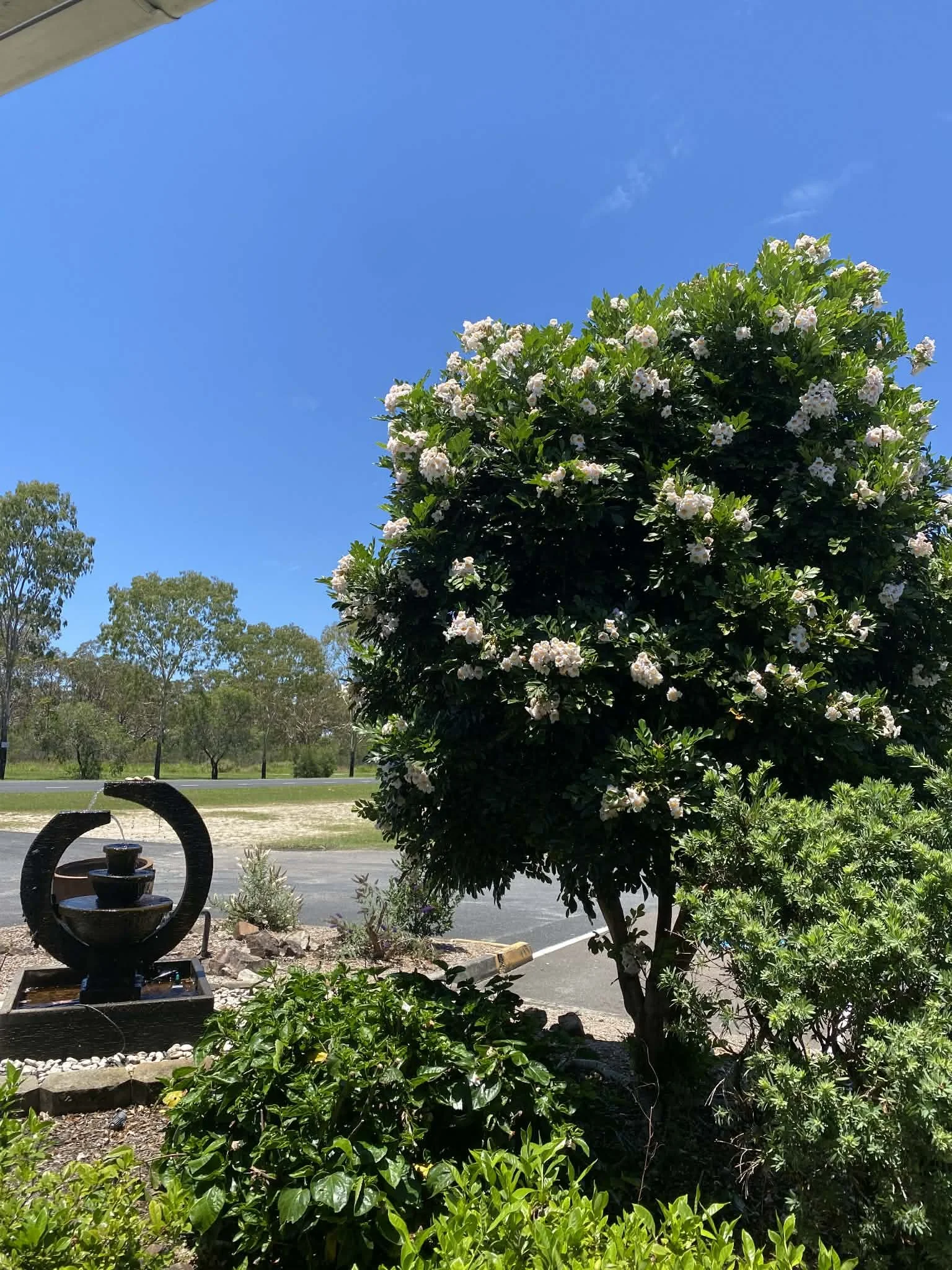 Radermachera summerscent (2).jpg