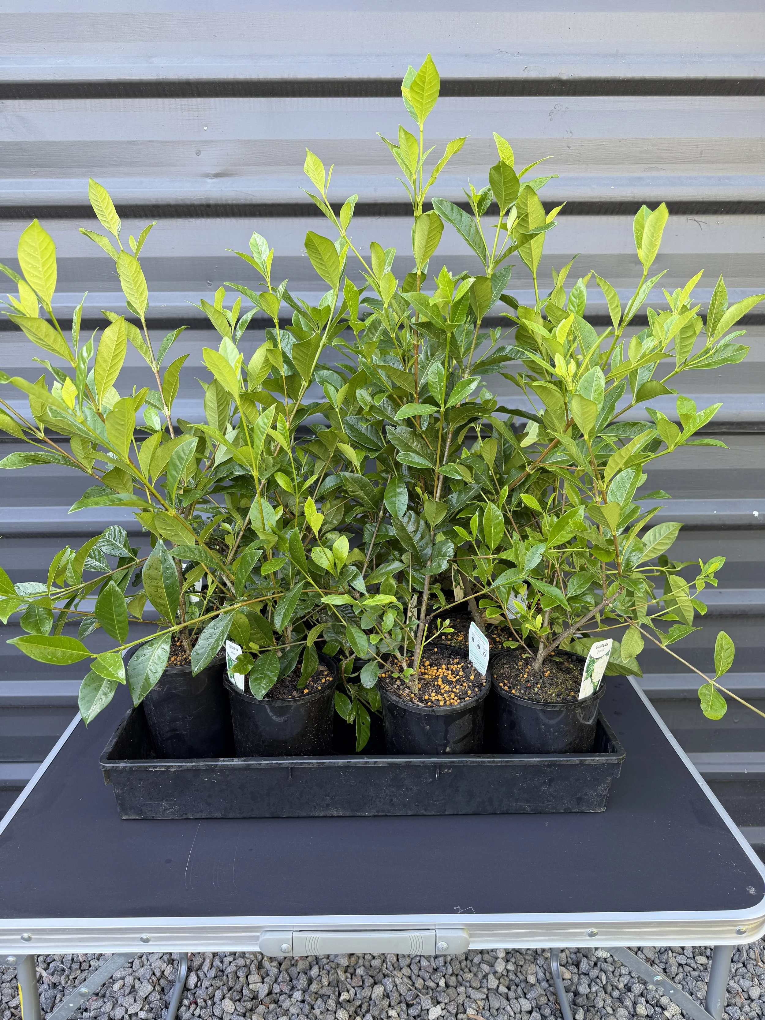 Gardenia 'Florida' 140mm (1).JPG