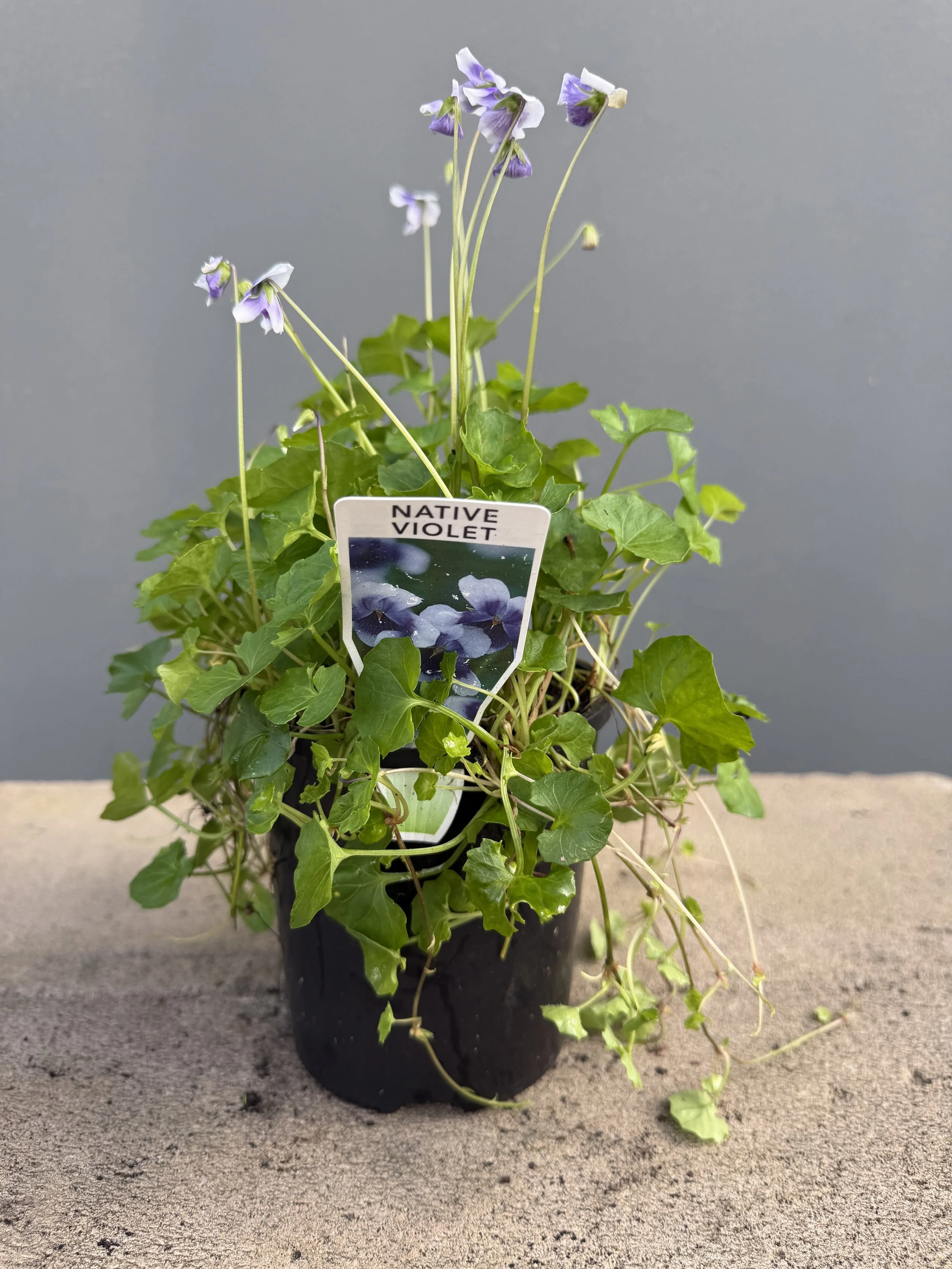 Native Violet 140mm.JPG