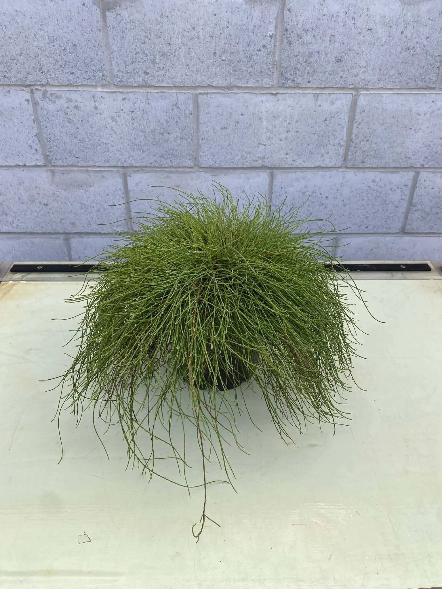 Casuarina glauca ‘Cousin It'