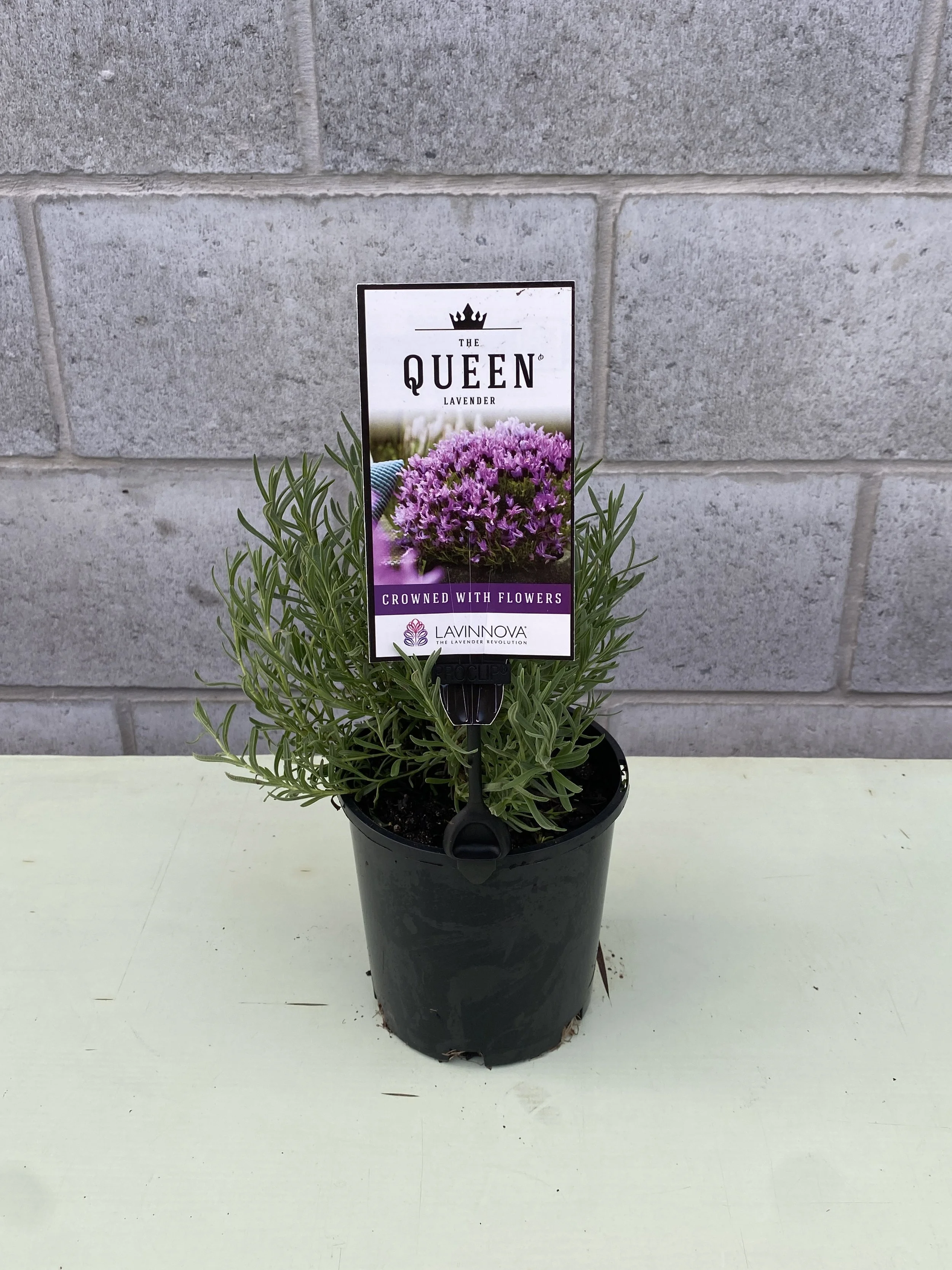 Lavender 'The Queen' 140mm.jpg