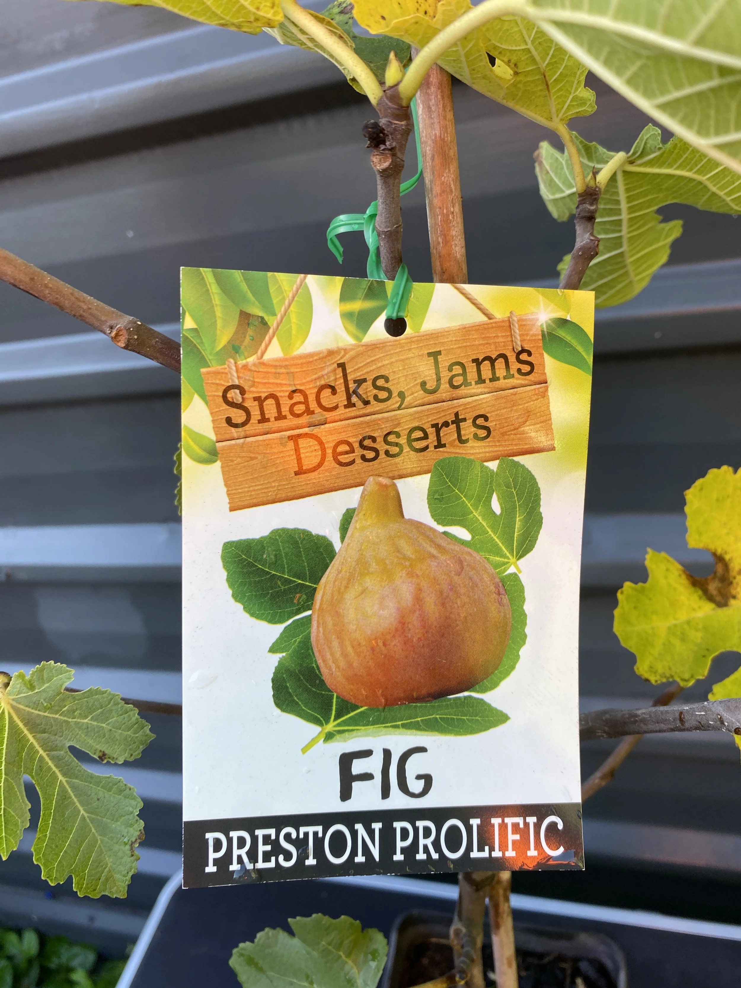 Fig - Preston Prolific 10L (1).jpg