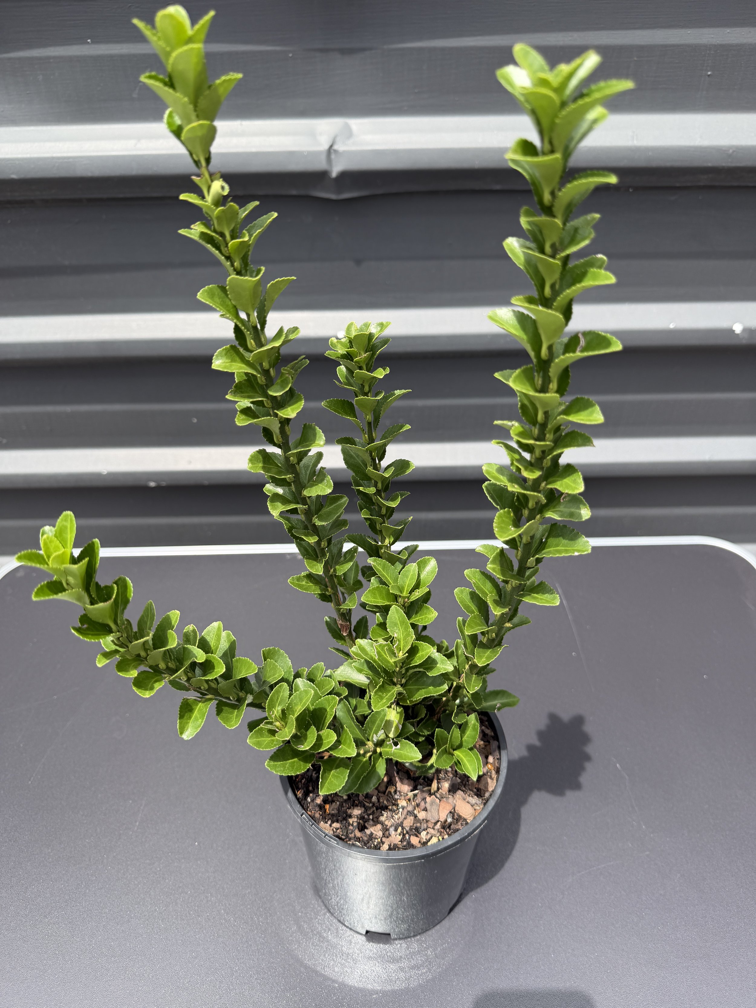 Euonymus 'Green Rocket' 140mm (1).JPG