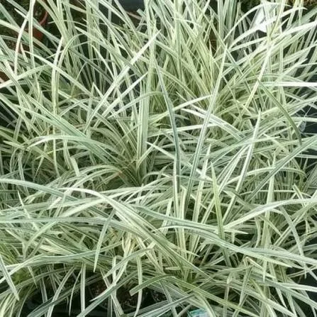 Liriope muscari 'Stripey White' 140mm