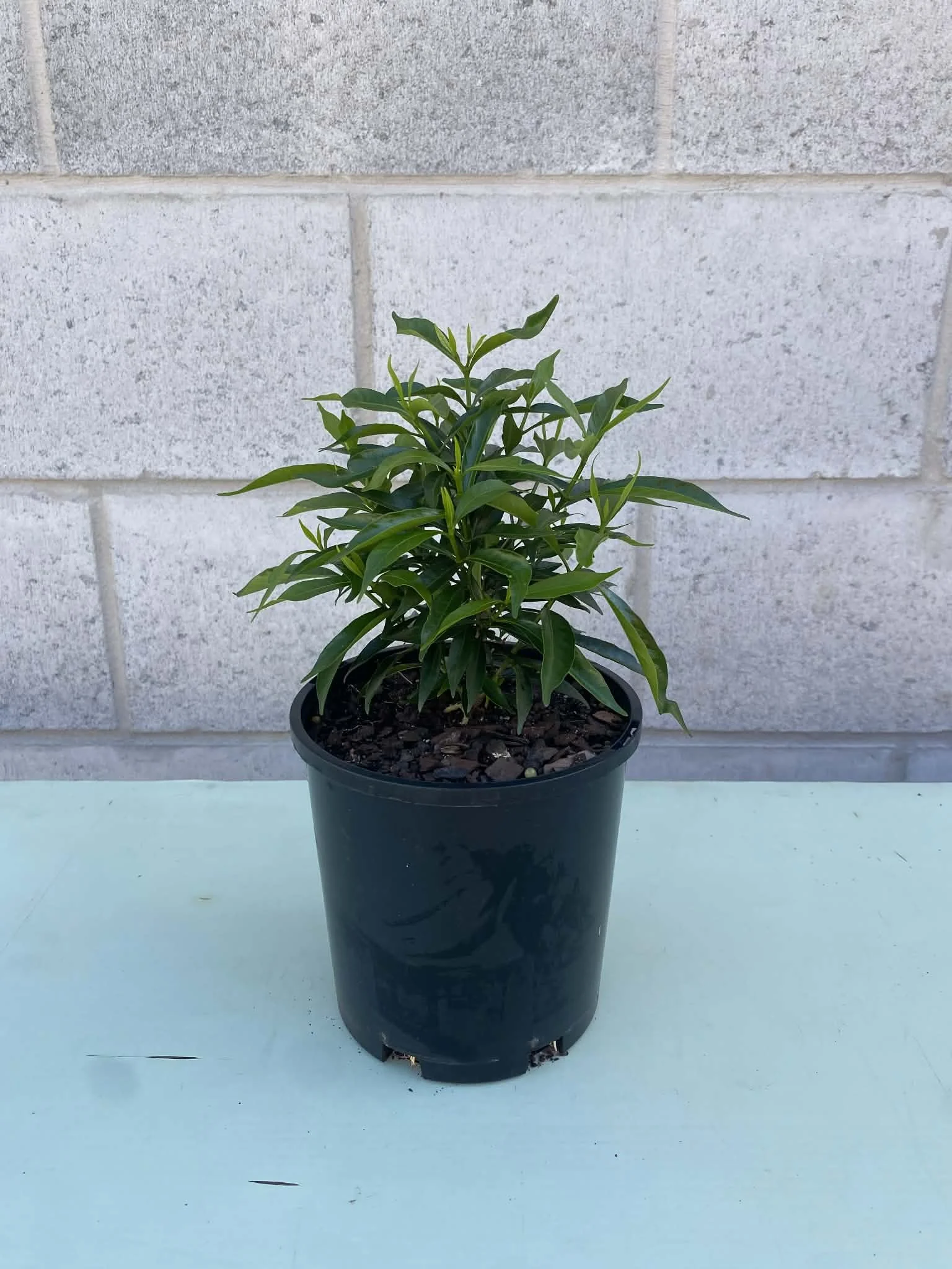 Little emerald Tabernaemontana corymbosa(2).jpg