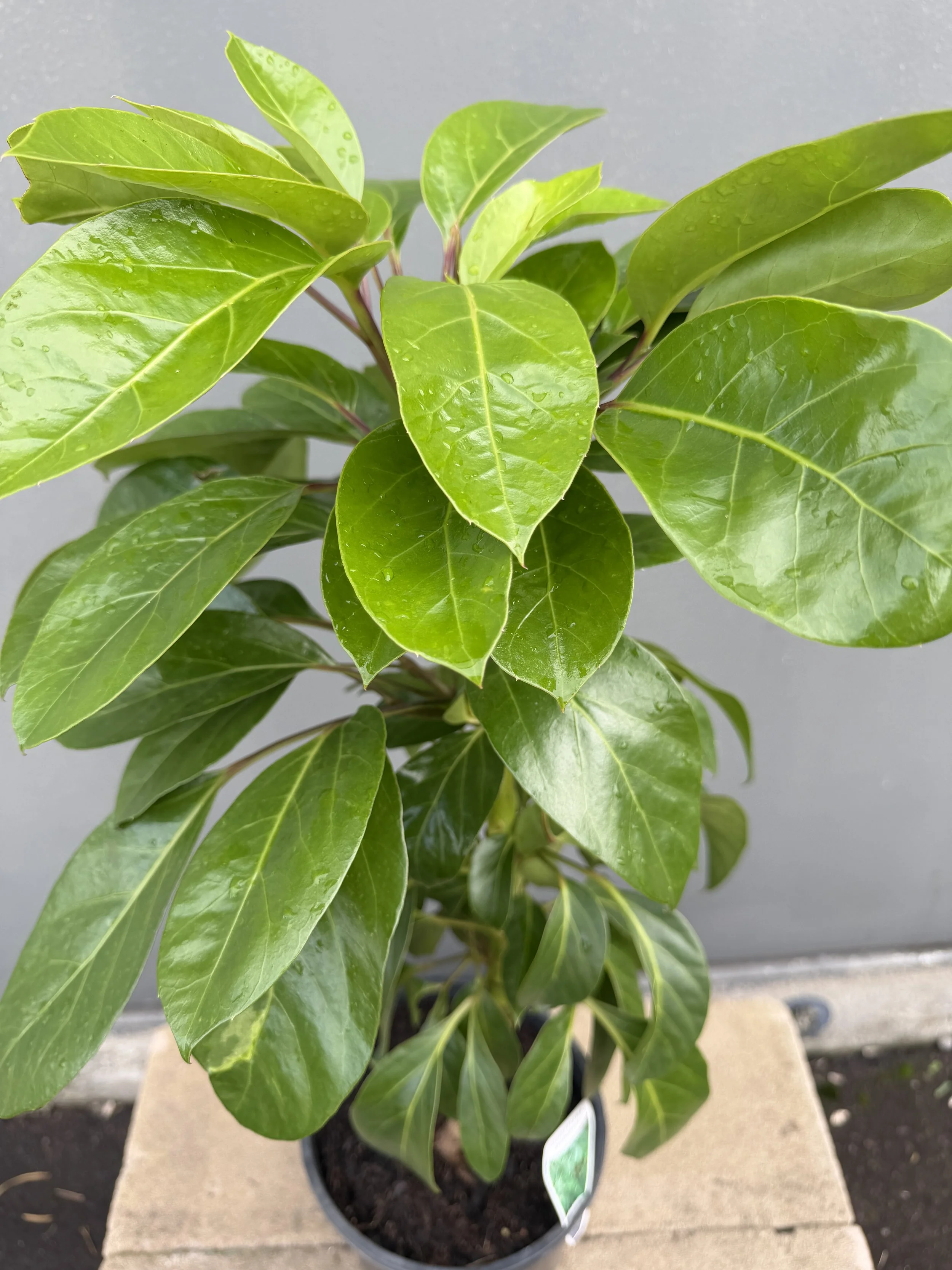 Schefflera actinophylla 'Alpine Junior' 200mm (1).JPG