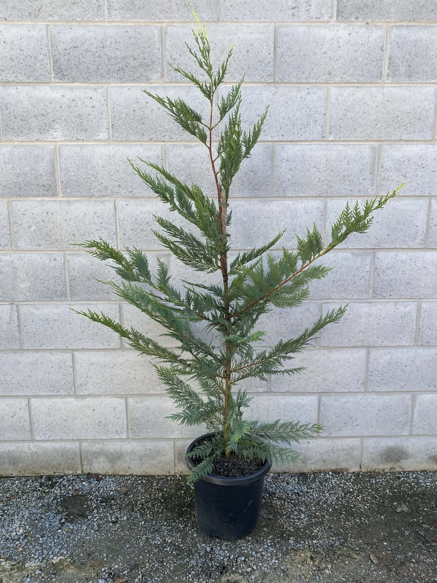 Leighton’s Green (Lilly Pilly)