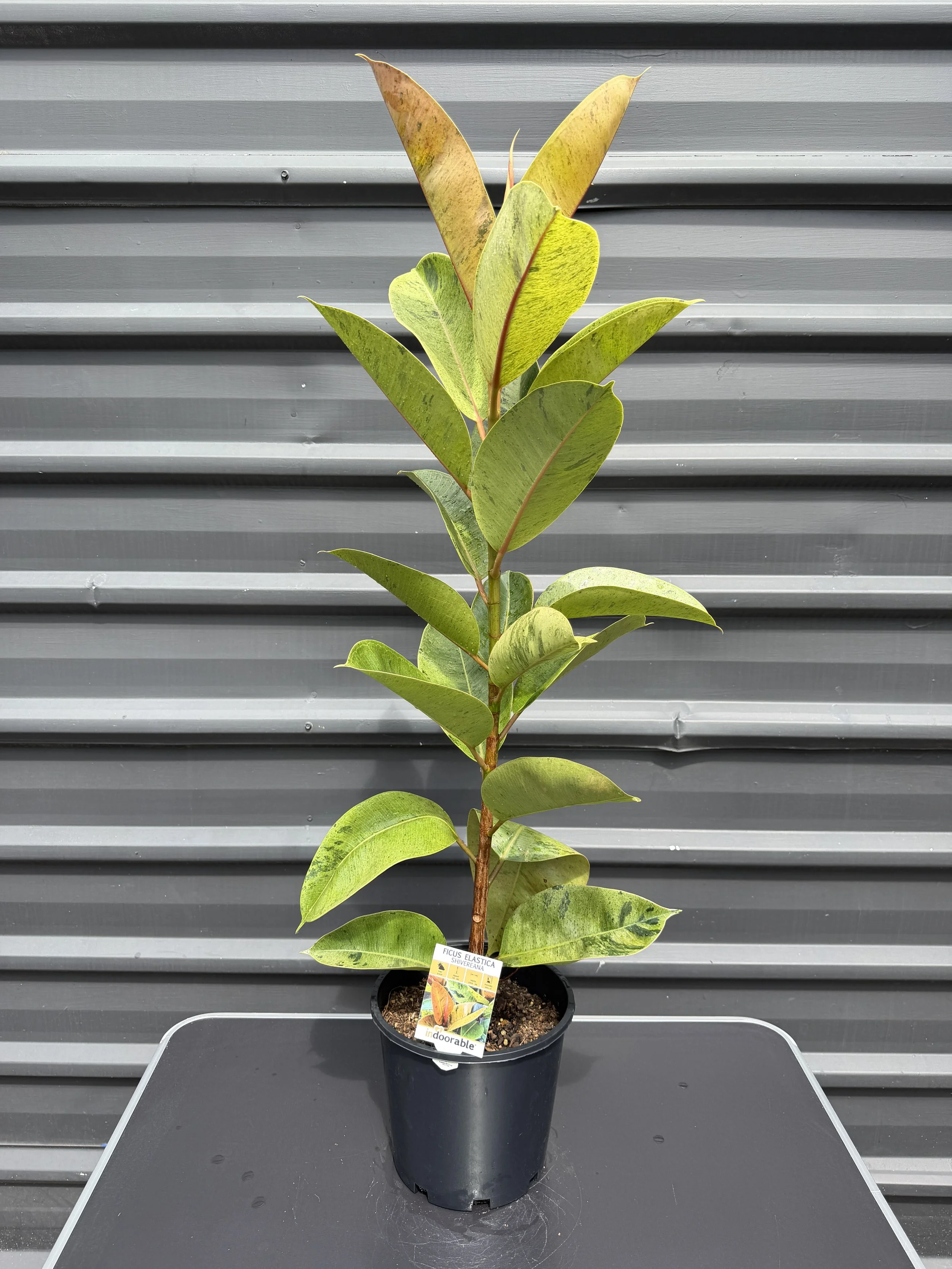 Ficus Elastica' Shivereana' 200mm (3).JPG