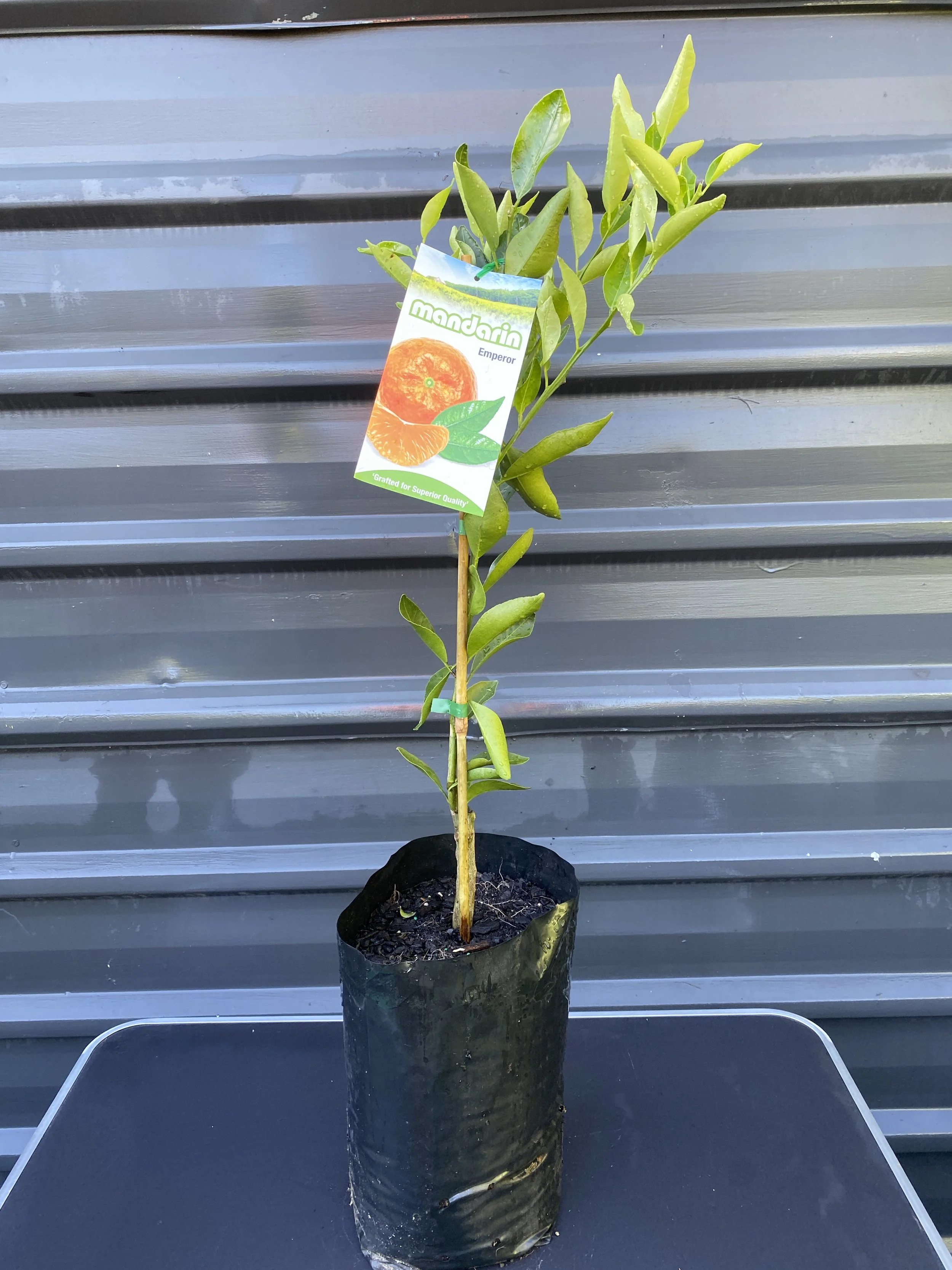 Australian Lime (Citrus australasica) 10L