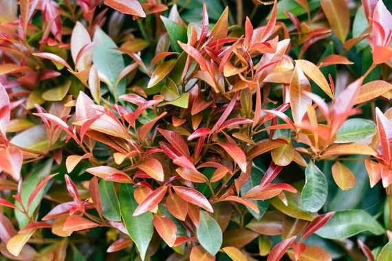Syzygium 'Up & Away' (Lilly Pilly)