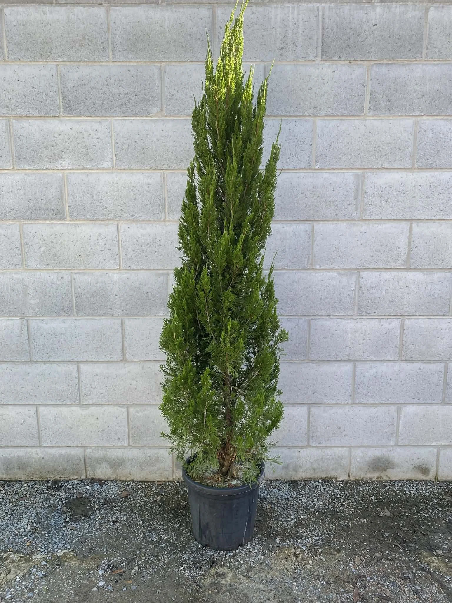 Juniperus chinensis ‘Spartan’ (Spartan Juniper)