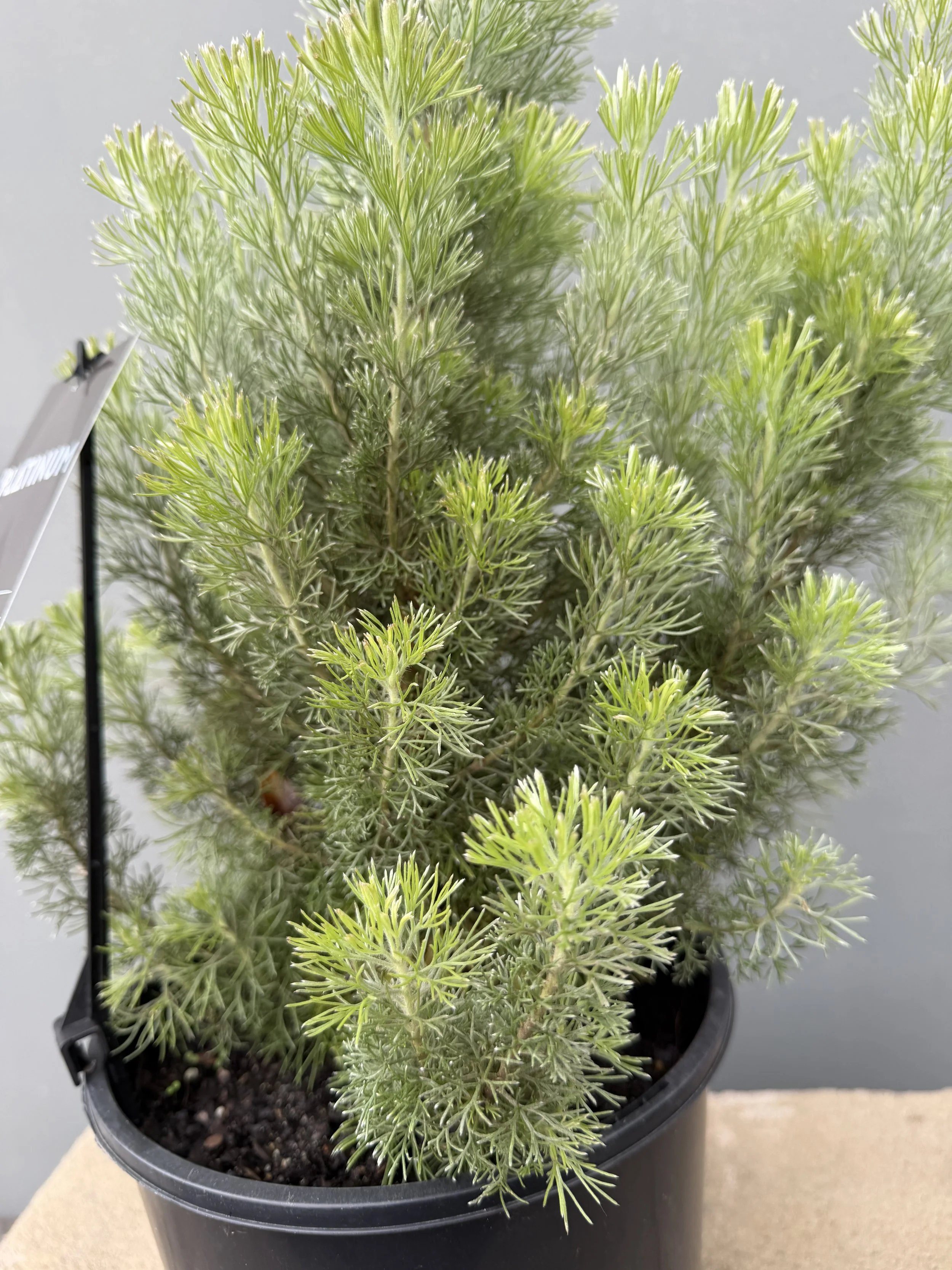 Adenanthos sericeus 'Platinum'.JPG
