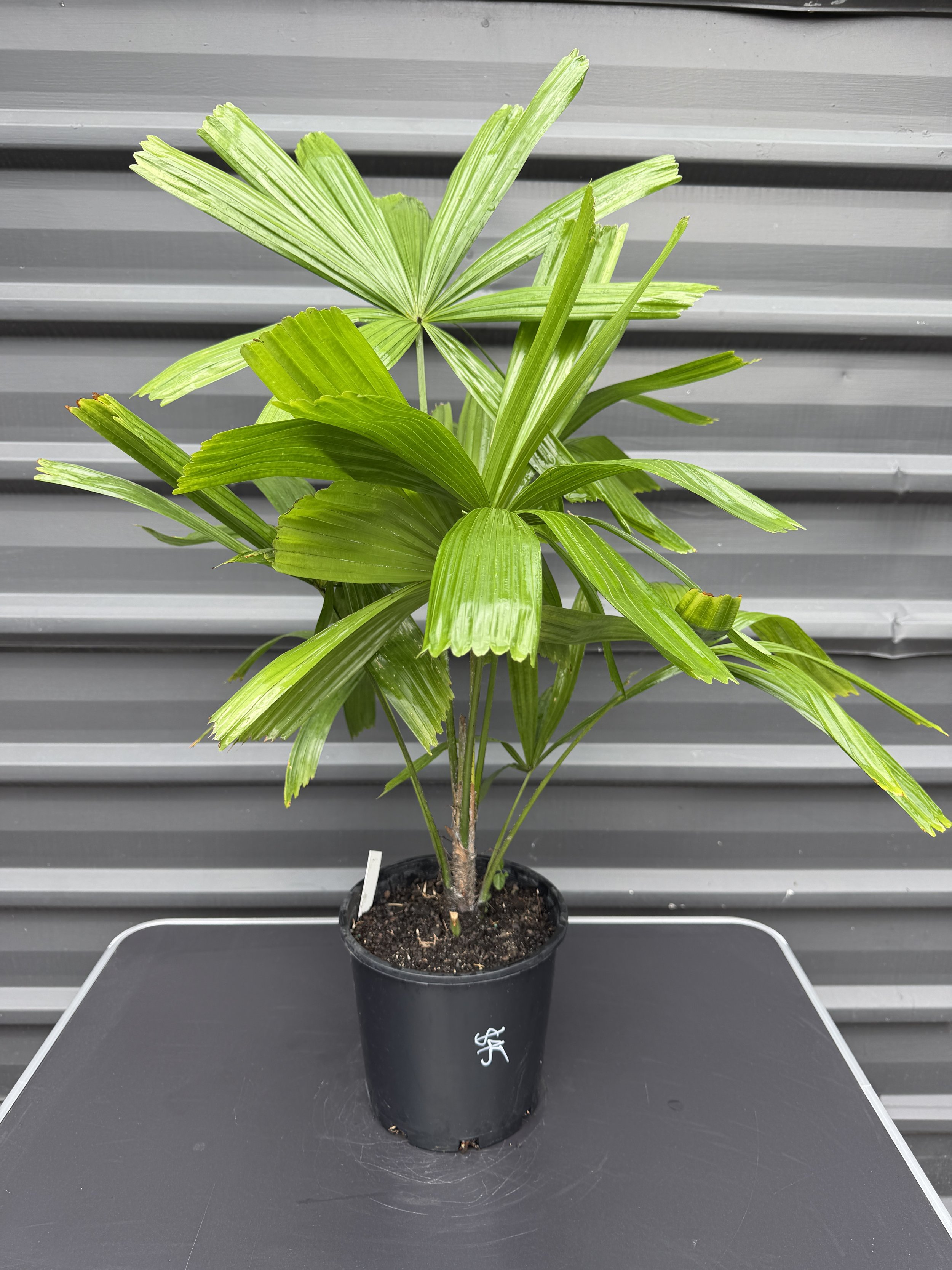 Licuala Ramsayi 200mm.JPG