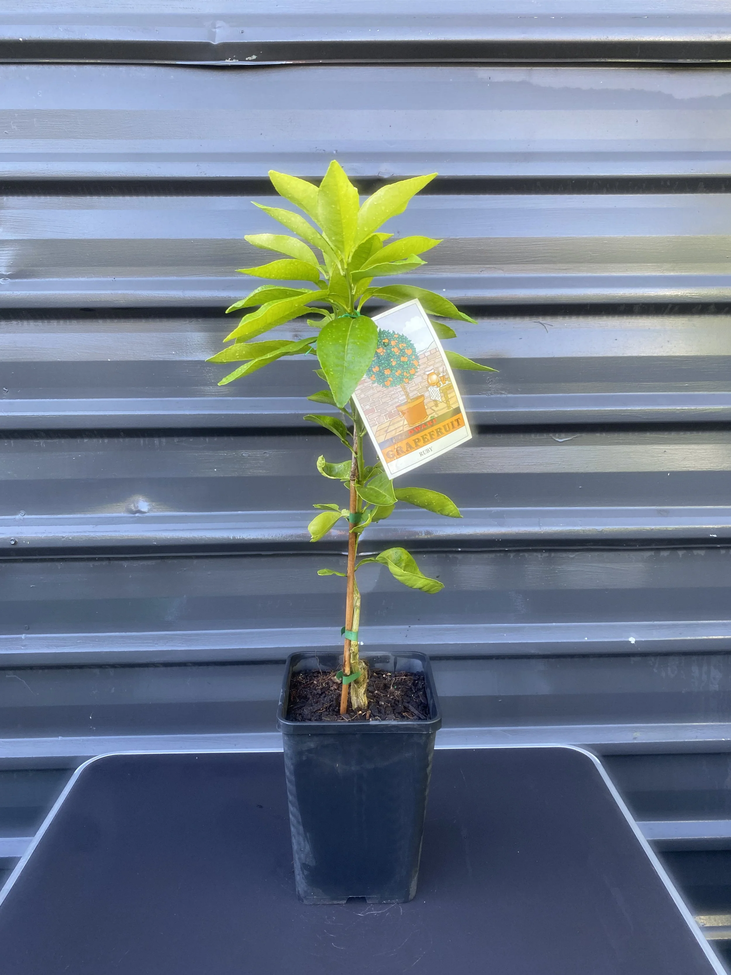 Grapefruit - Dwarf Ruby 10L.jpg