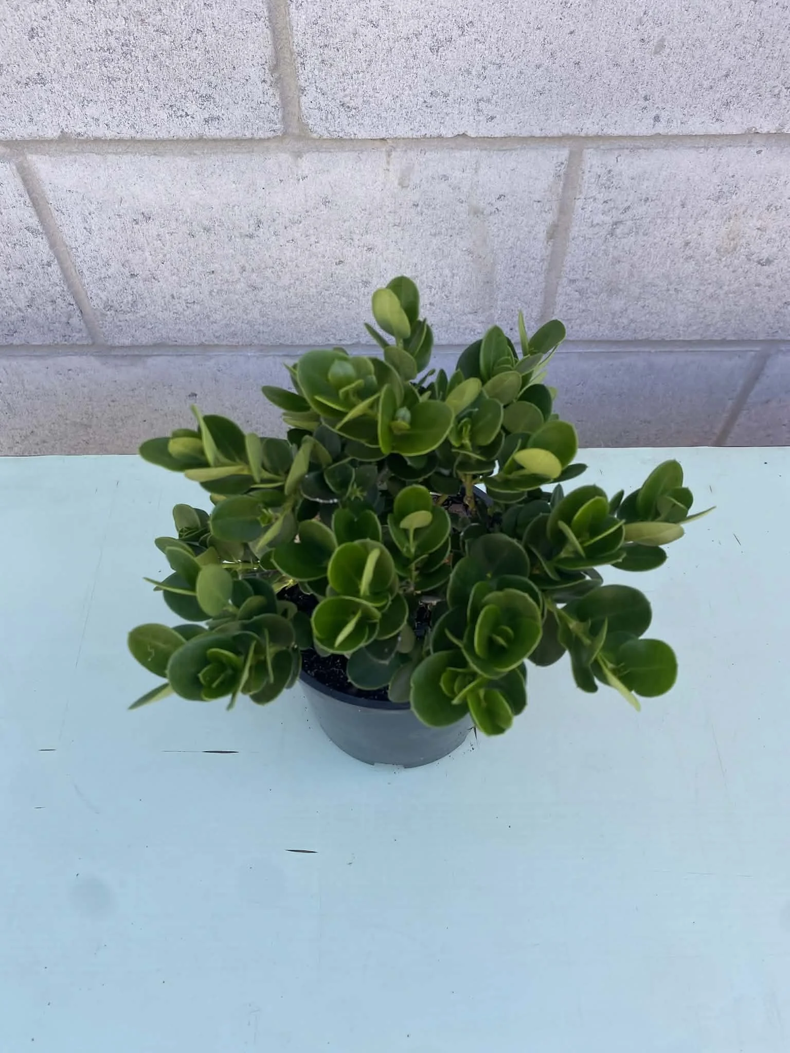 Carissa ‘desert star’ (1).jpg