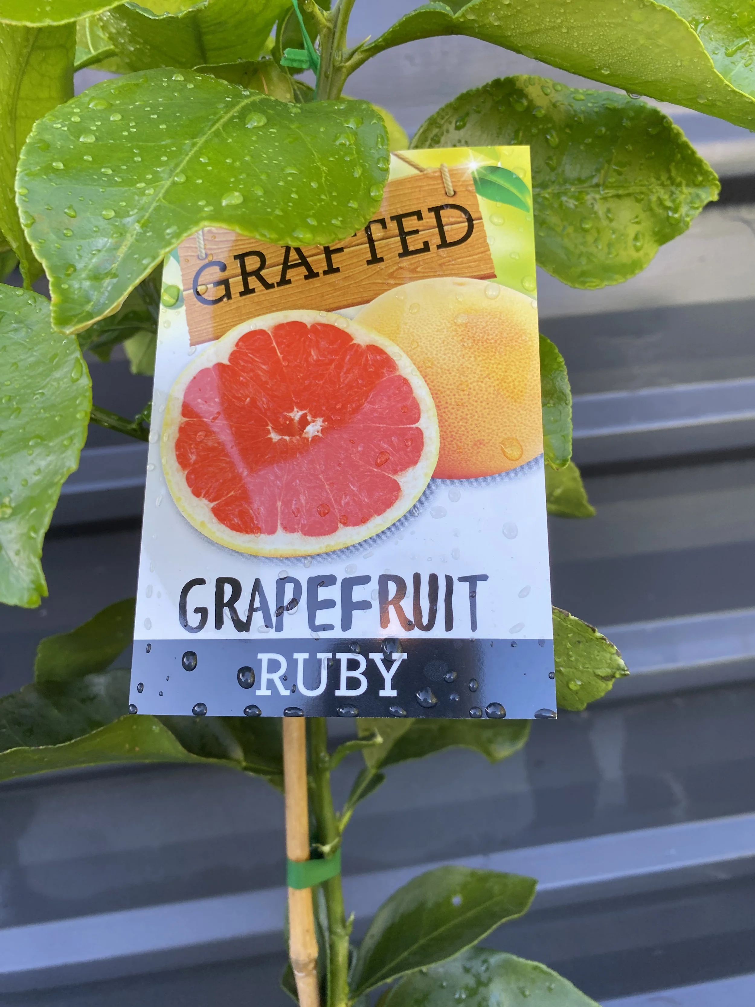 Grapefruit - Ruby 10L (1).jpg