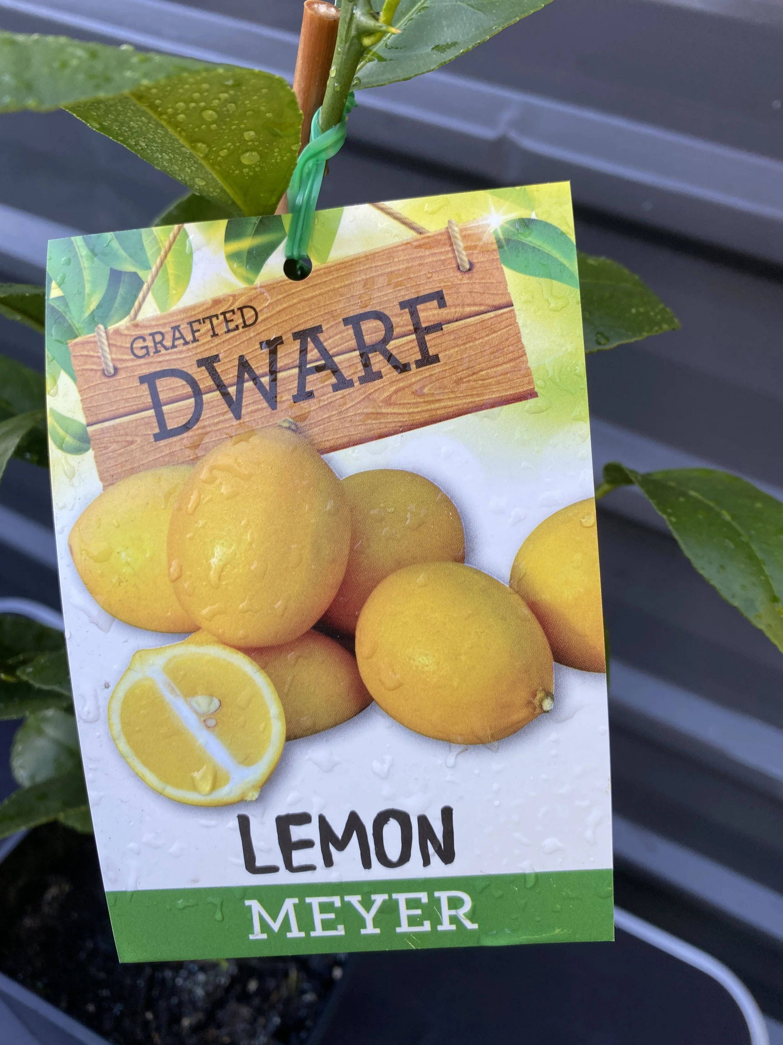 Lemon - Dwarf Meyer (1).jpg