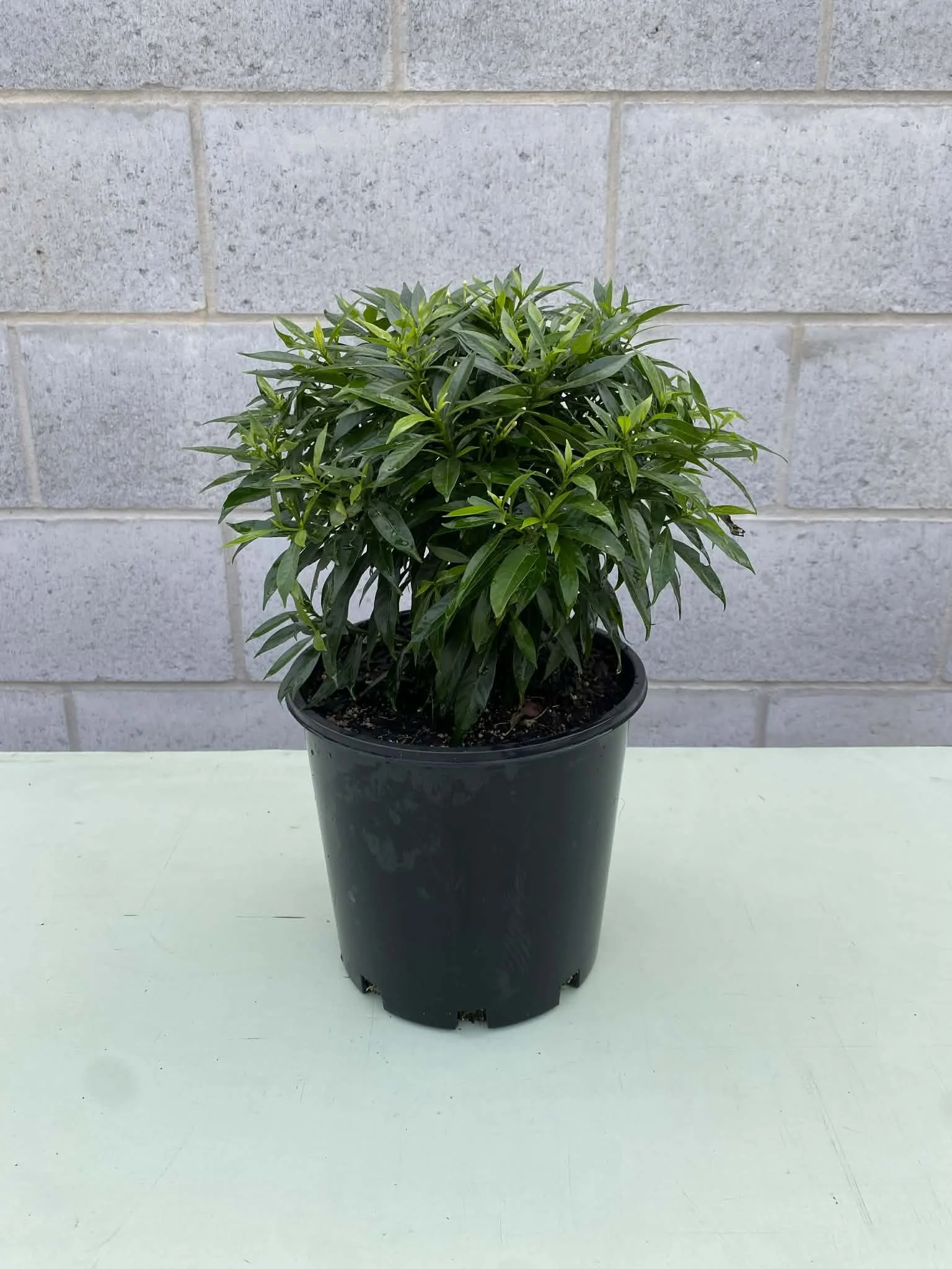 Tabernaemontana ‘little emerald'