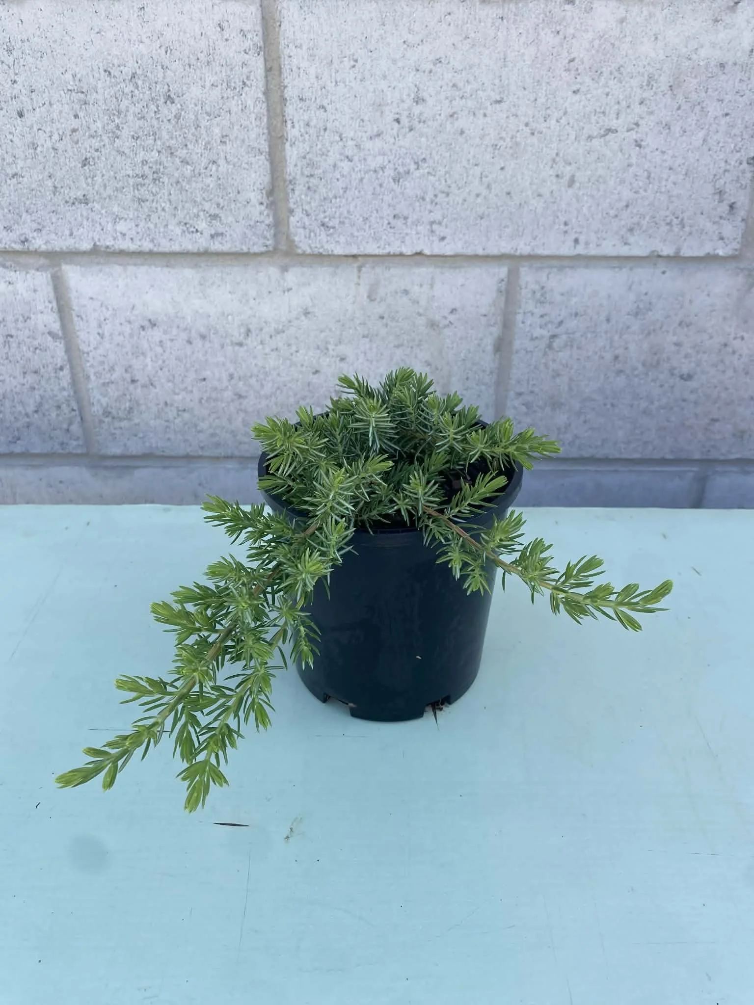 Juniperus horizontalis (Creeping Juniper) 140mm