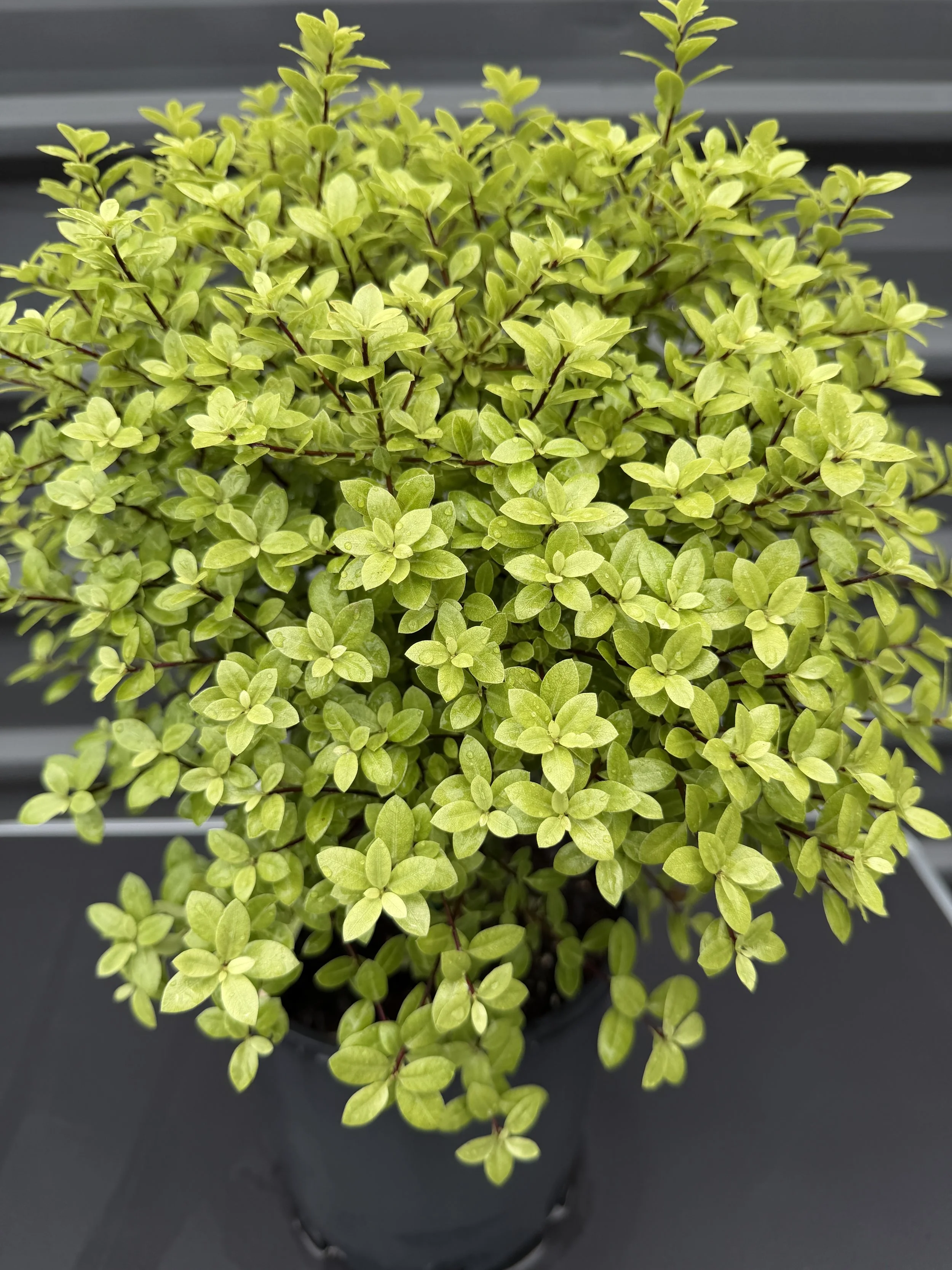 Pittosporum tenuifolium 'Golf Ball' 200mm (1).JPG