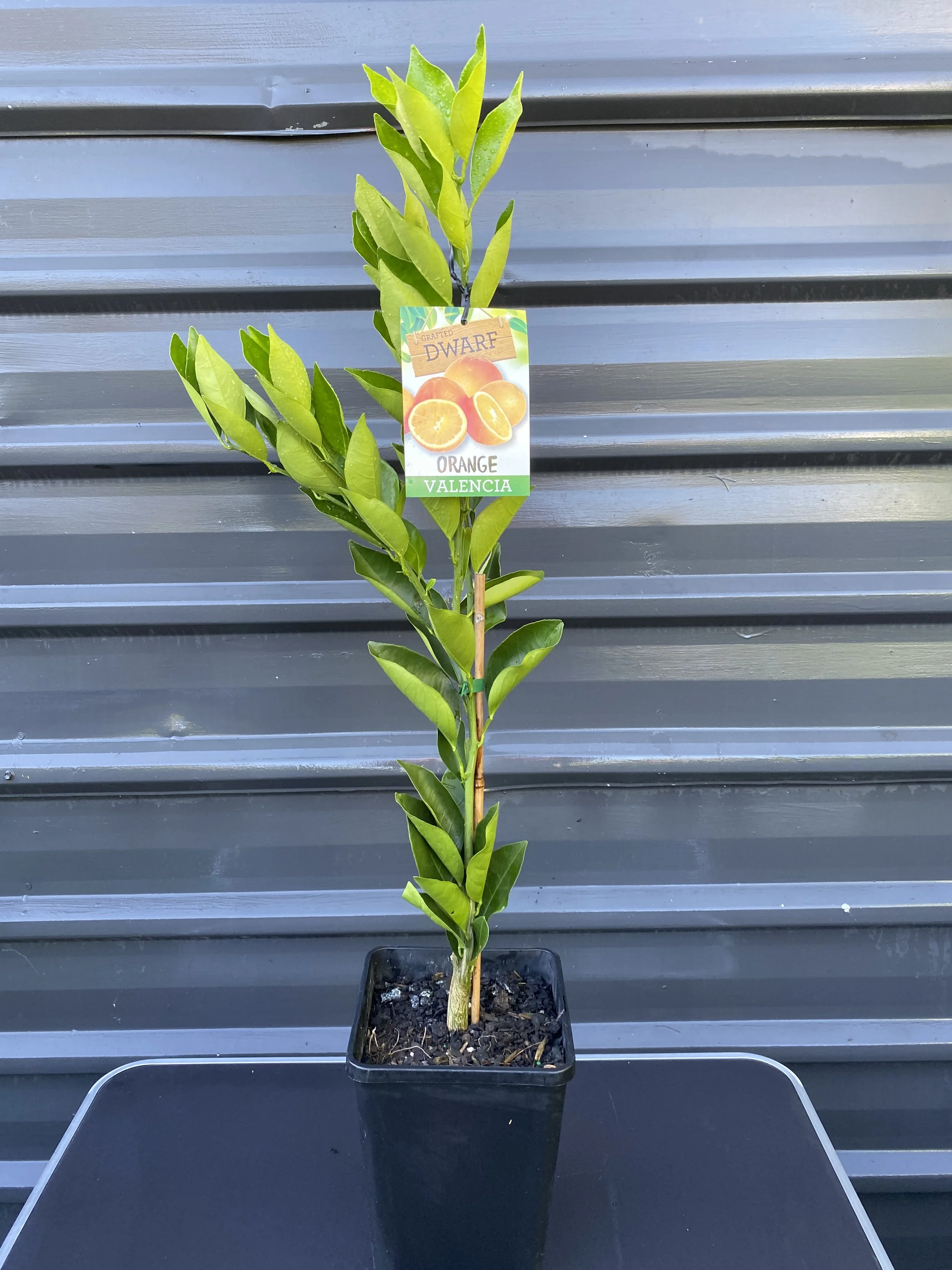 Orange - Valencia (Citrus sinensis) 10L