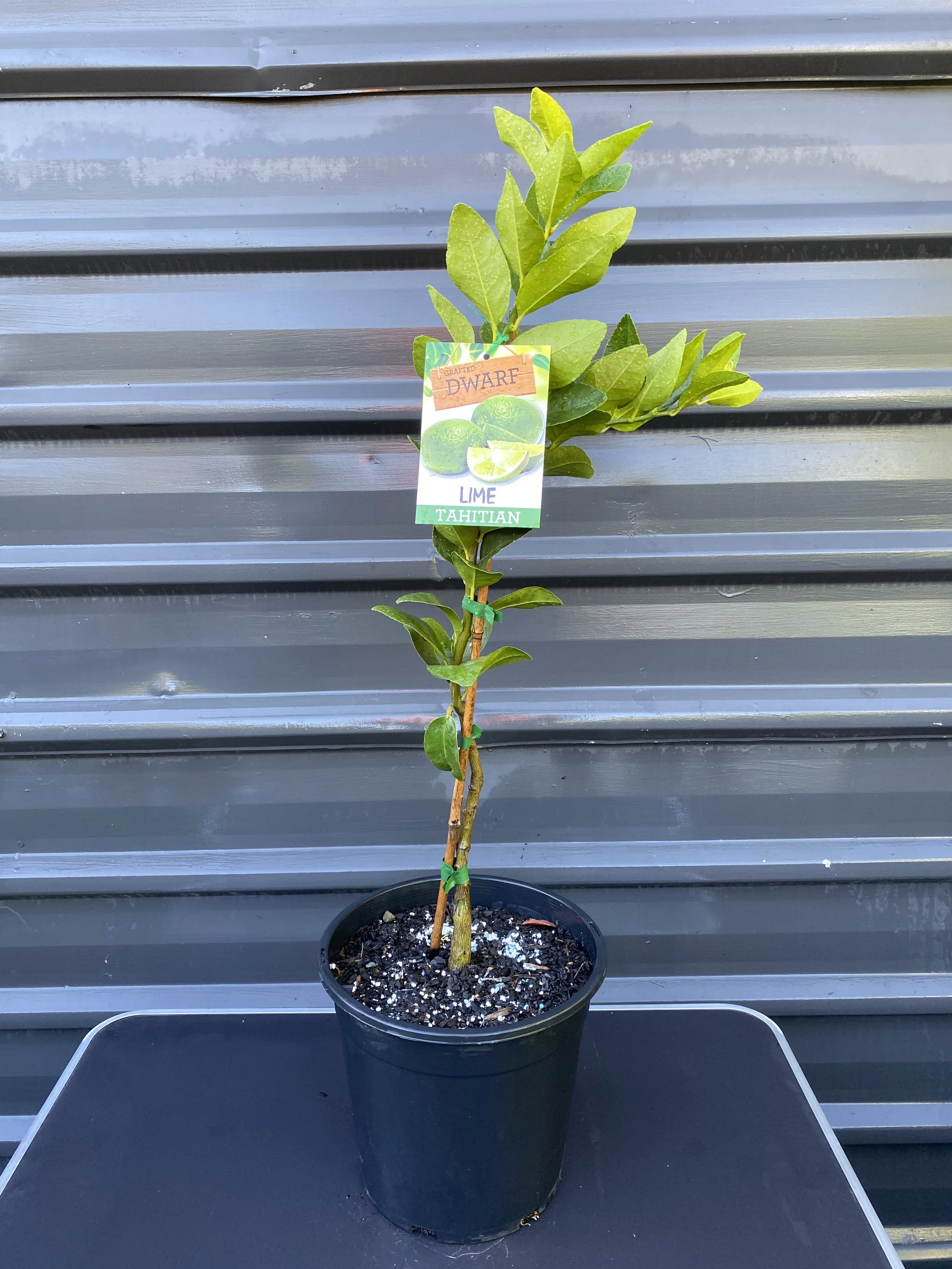 Lime - Dwarf Tahitian 200mm (1).jpg