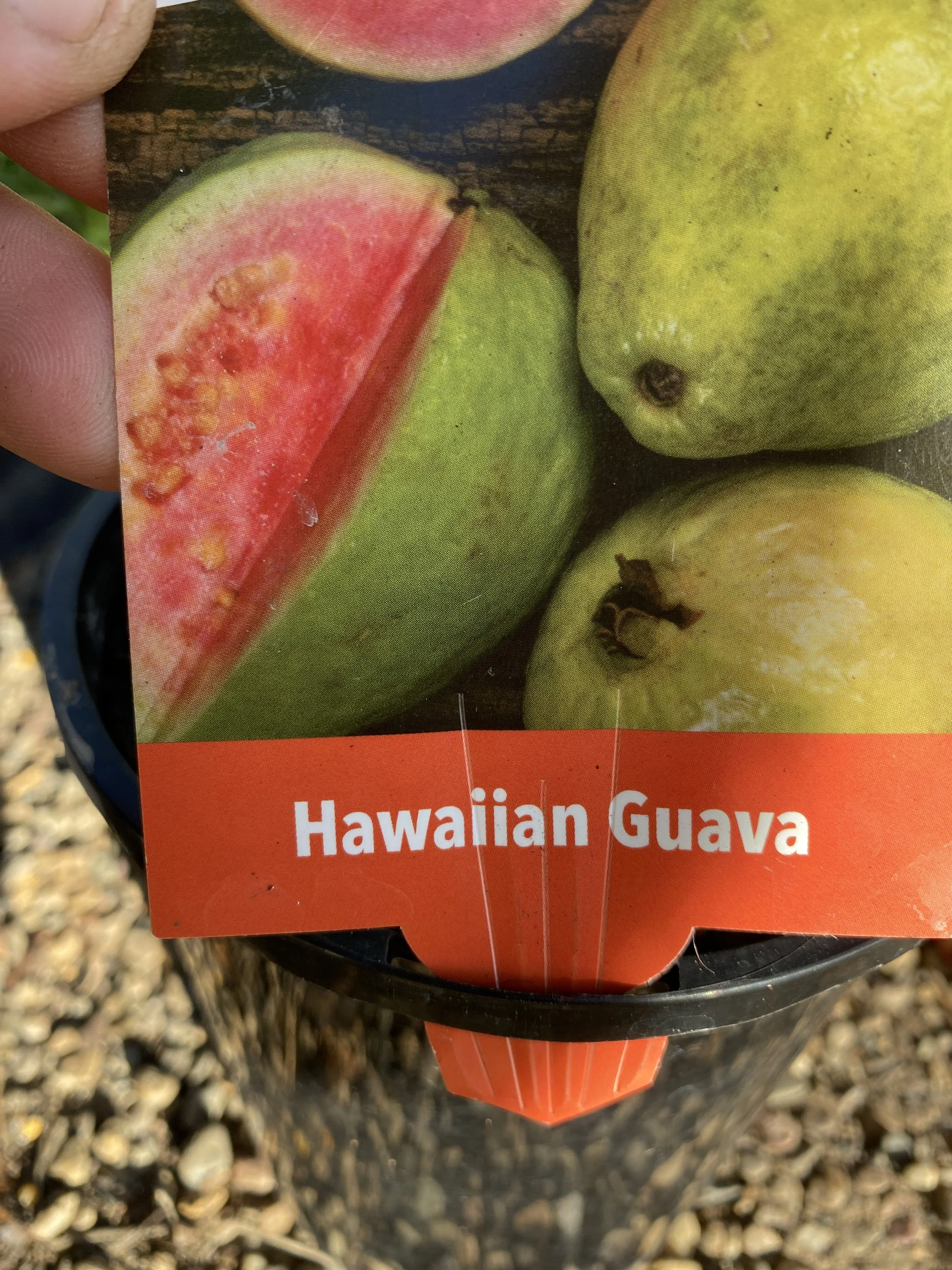 Guava – Hawaiian (Psidium guajava) 140mm