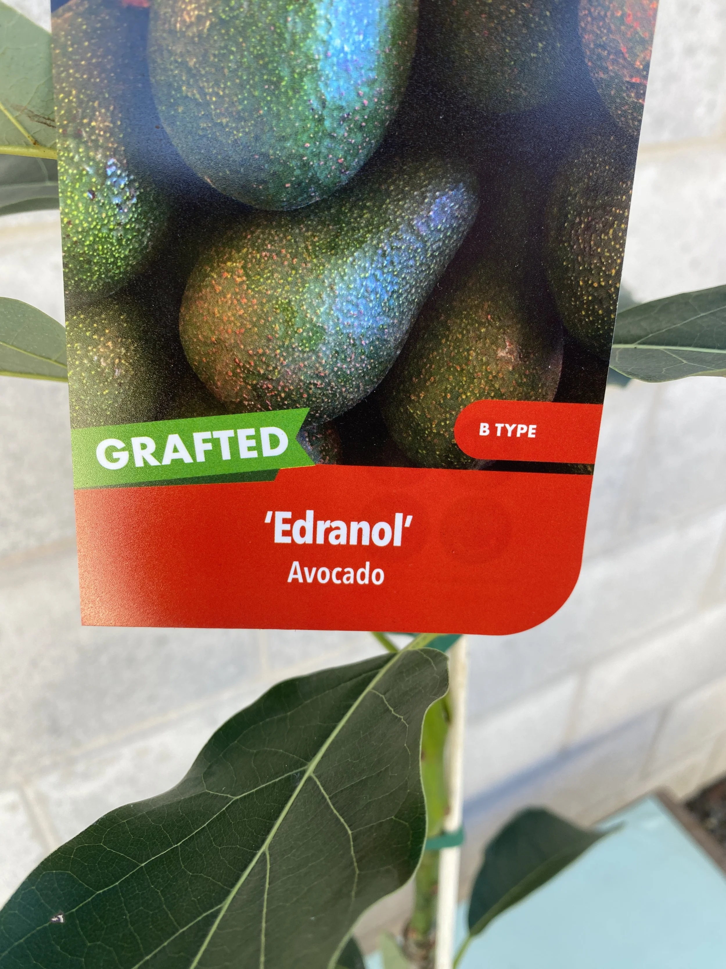 Avocado 'Edranol' 5L (1).jpg