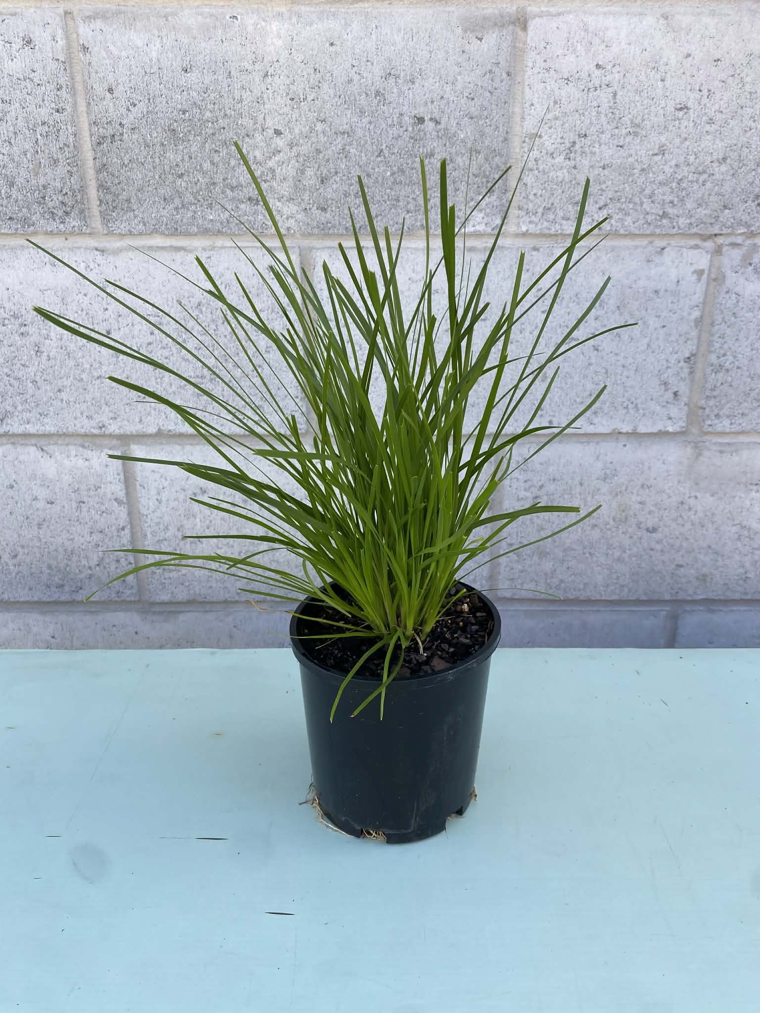 Lomandra ‘Lime Tuff’ 140mm