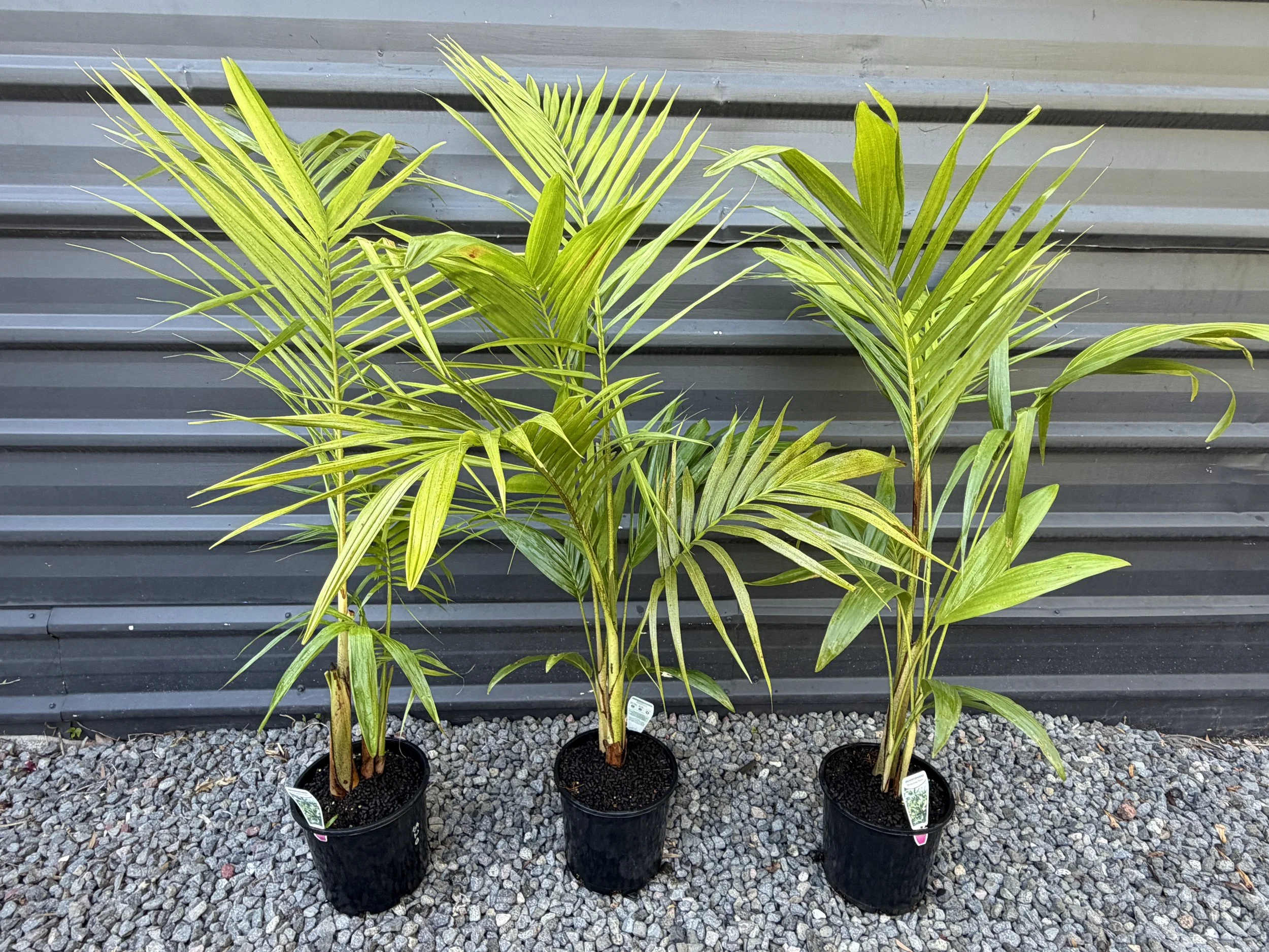 Archontophoenix cunninghamiana (Bangalow Palm) 200mm