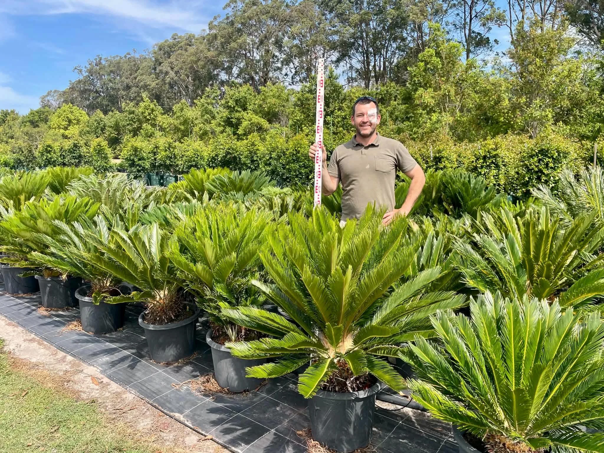 Cycas revoluta 400mm