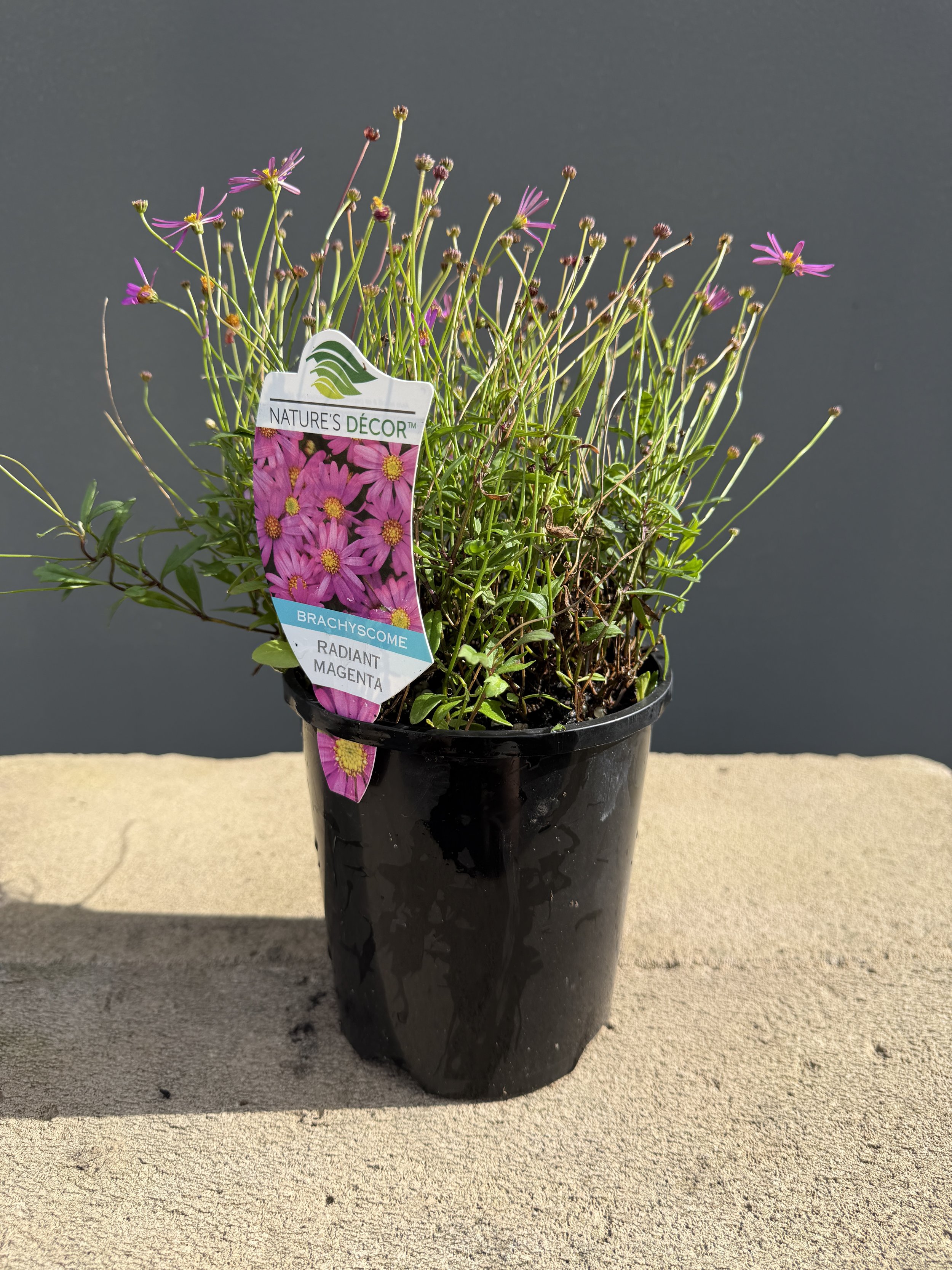 Brachyscome 'Radiant Magenta'