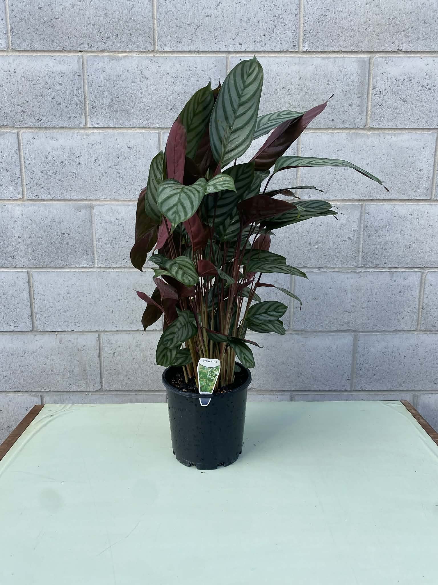 Ctenanthe setosa 200mm