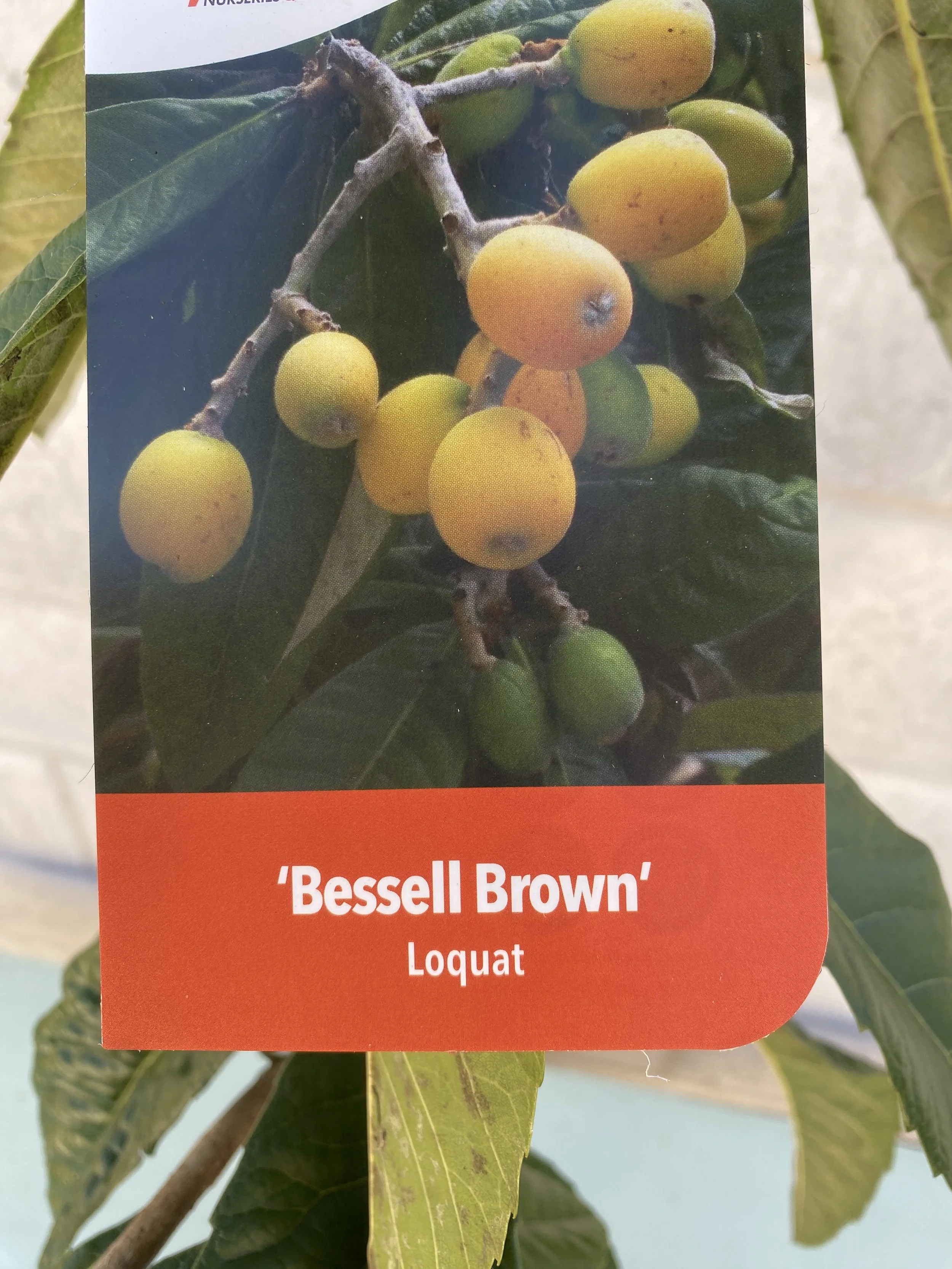 Loquat 'Bessell Brown 165mm.jpg
