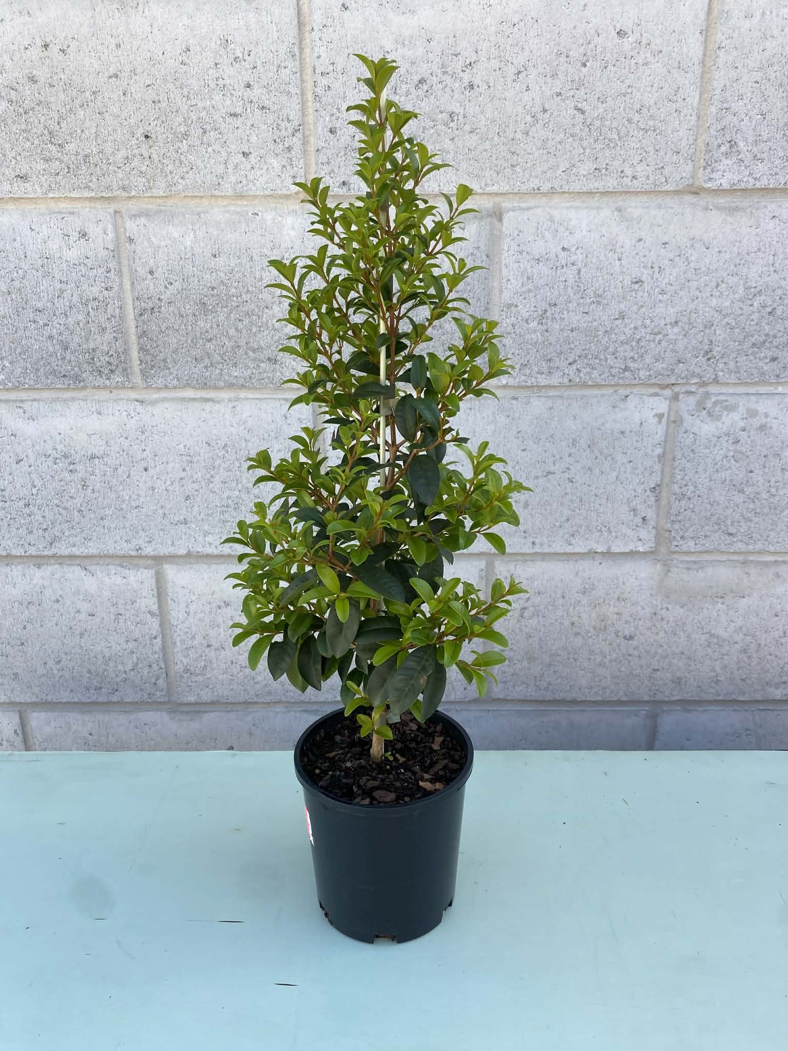 Syzygium 'Straight and Narrow' (Lilly Pilly) 140mm