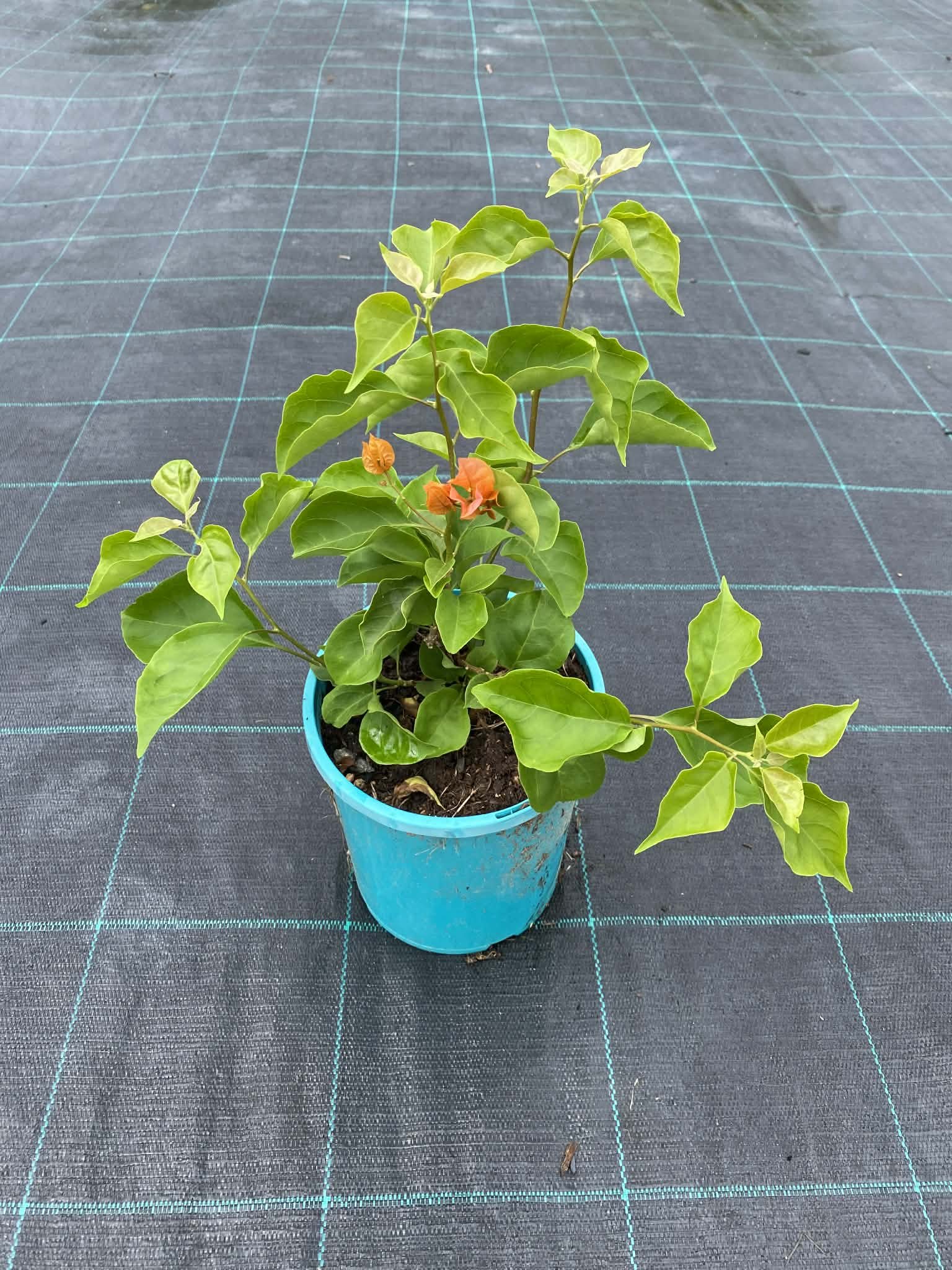 Assorted bougainvillea (5).jpg